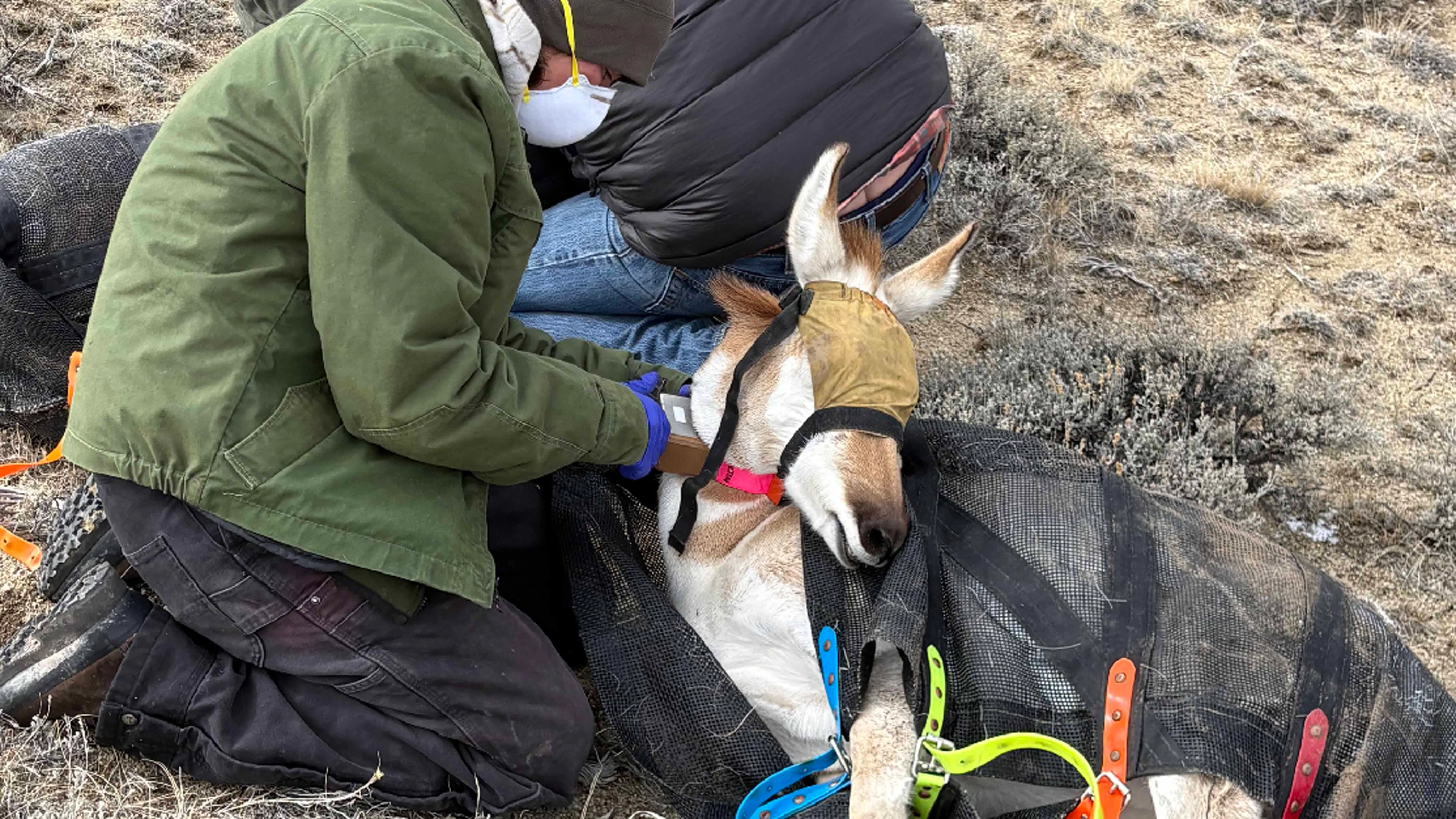Wyoming Game and Fish personnel outfit a pronghorn doe with a specialized speed-testing collar in the Pinedale area.