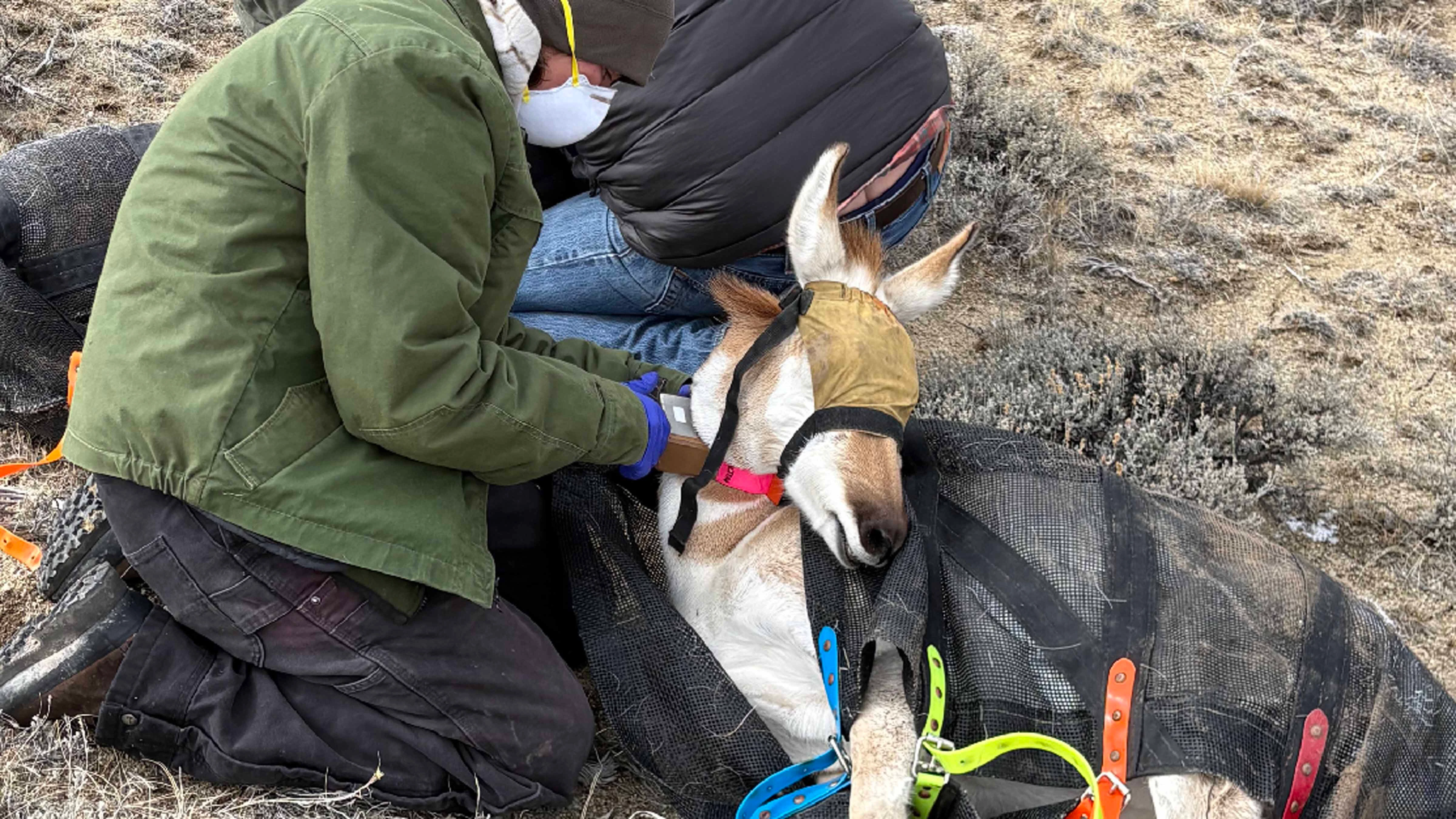 Wyoming Game and Fish personnel outfit a pronghorn doe with a specialized speed-testing collar in the Pinedale area.