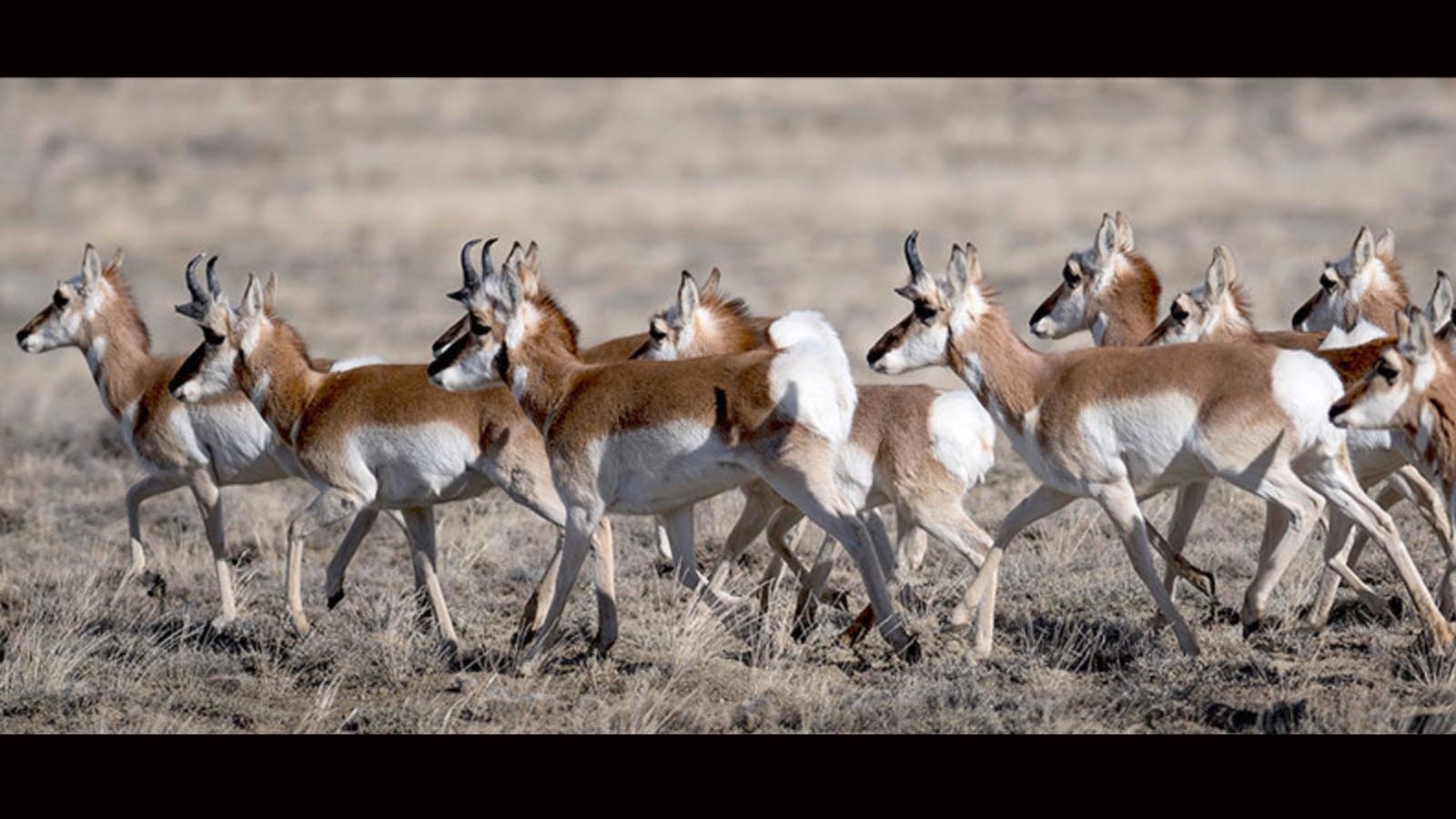 Does often pick mates among pronghorns.
