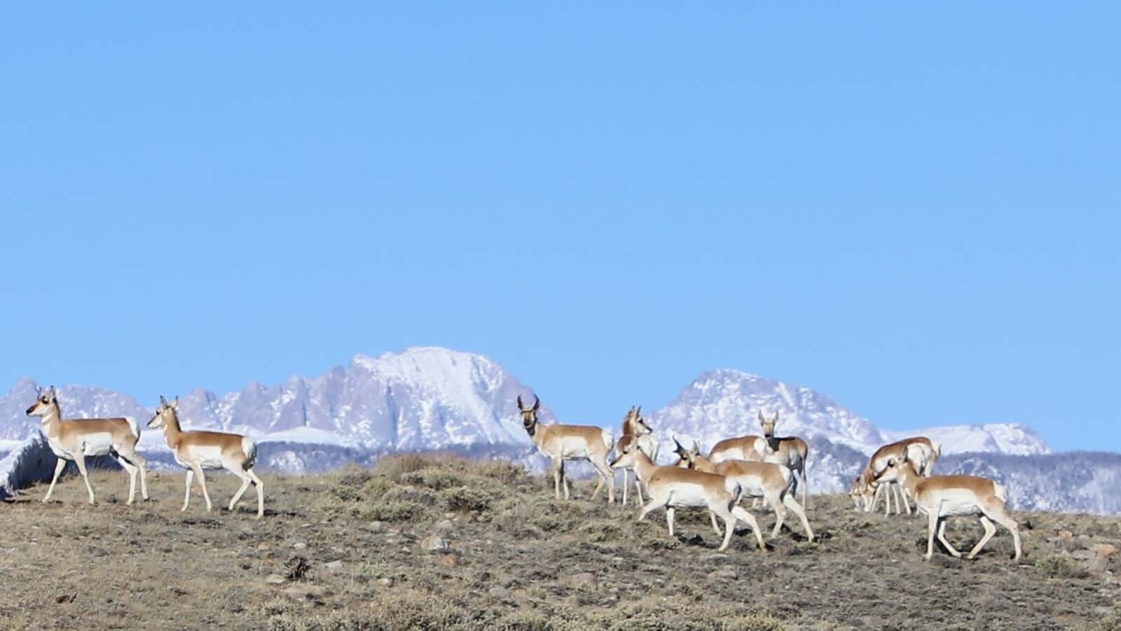 Pronghorn, commonly called antelope travel along the Path of the Pronghorn, a network of migratory routes between summer range near Grand Teton National Park and winter range near Rock Springs.