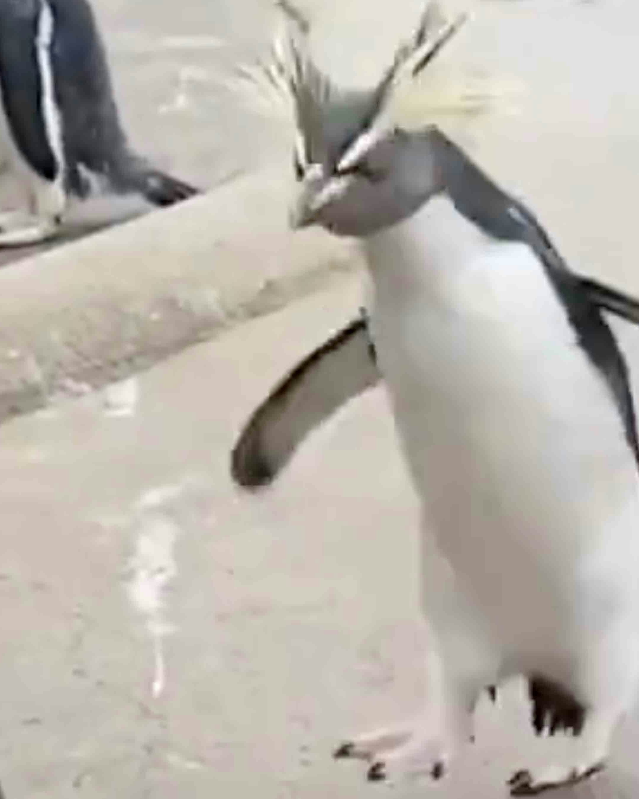 Punk rock penguins 6 10 25