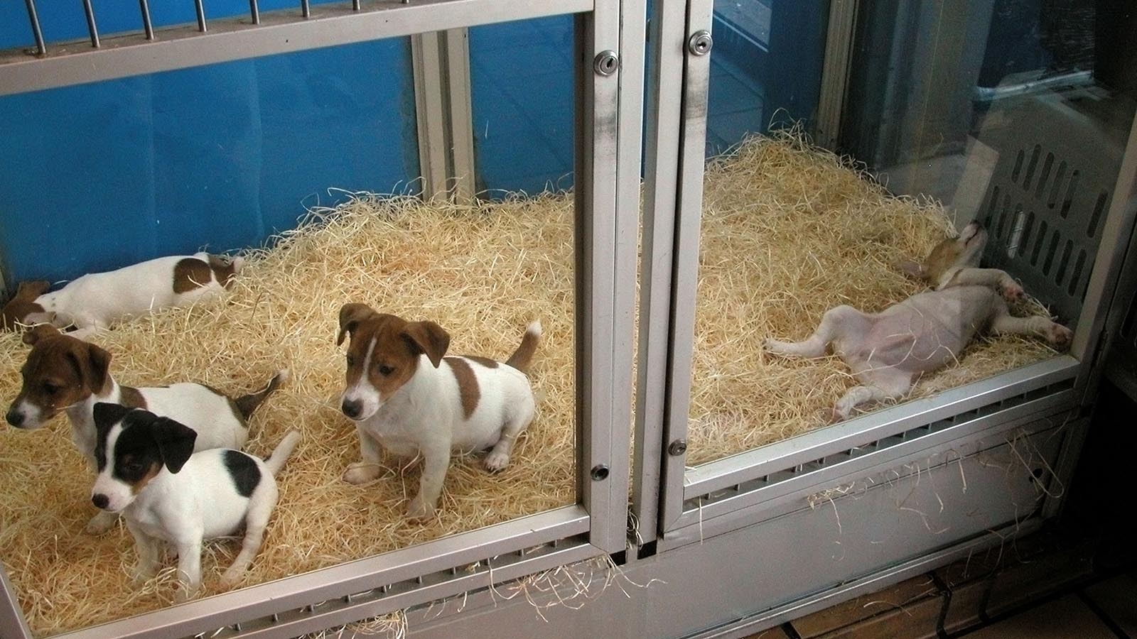 Puppies for sale John Norman via Alamy 3 8 26