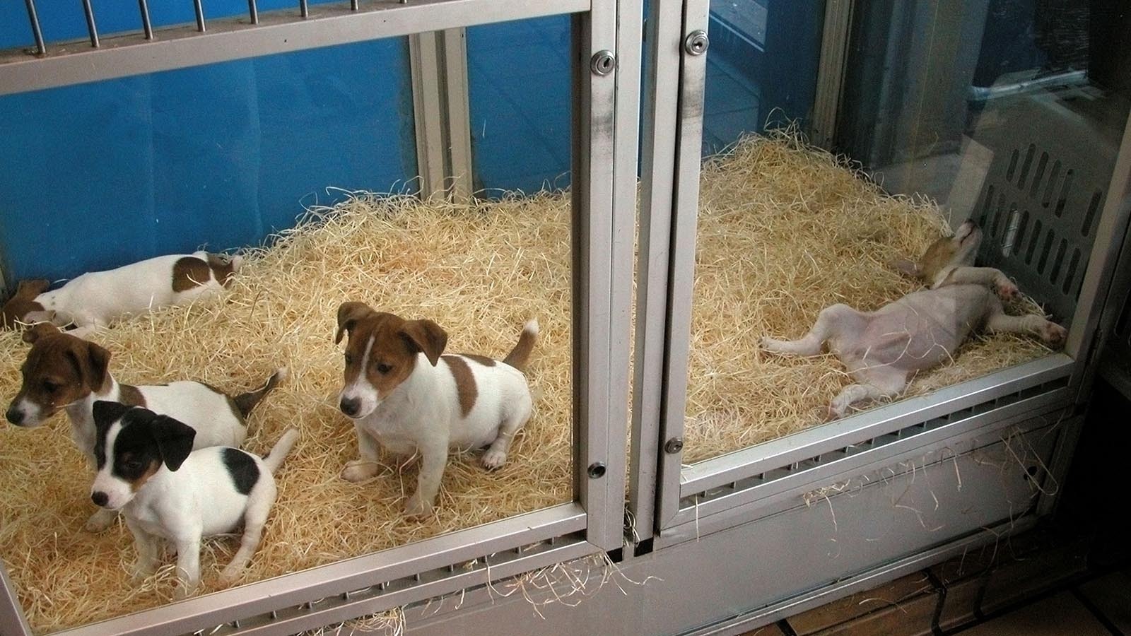 Puppies for sale John Norman via Alamy 3 8 26
