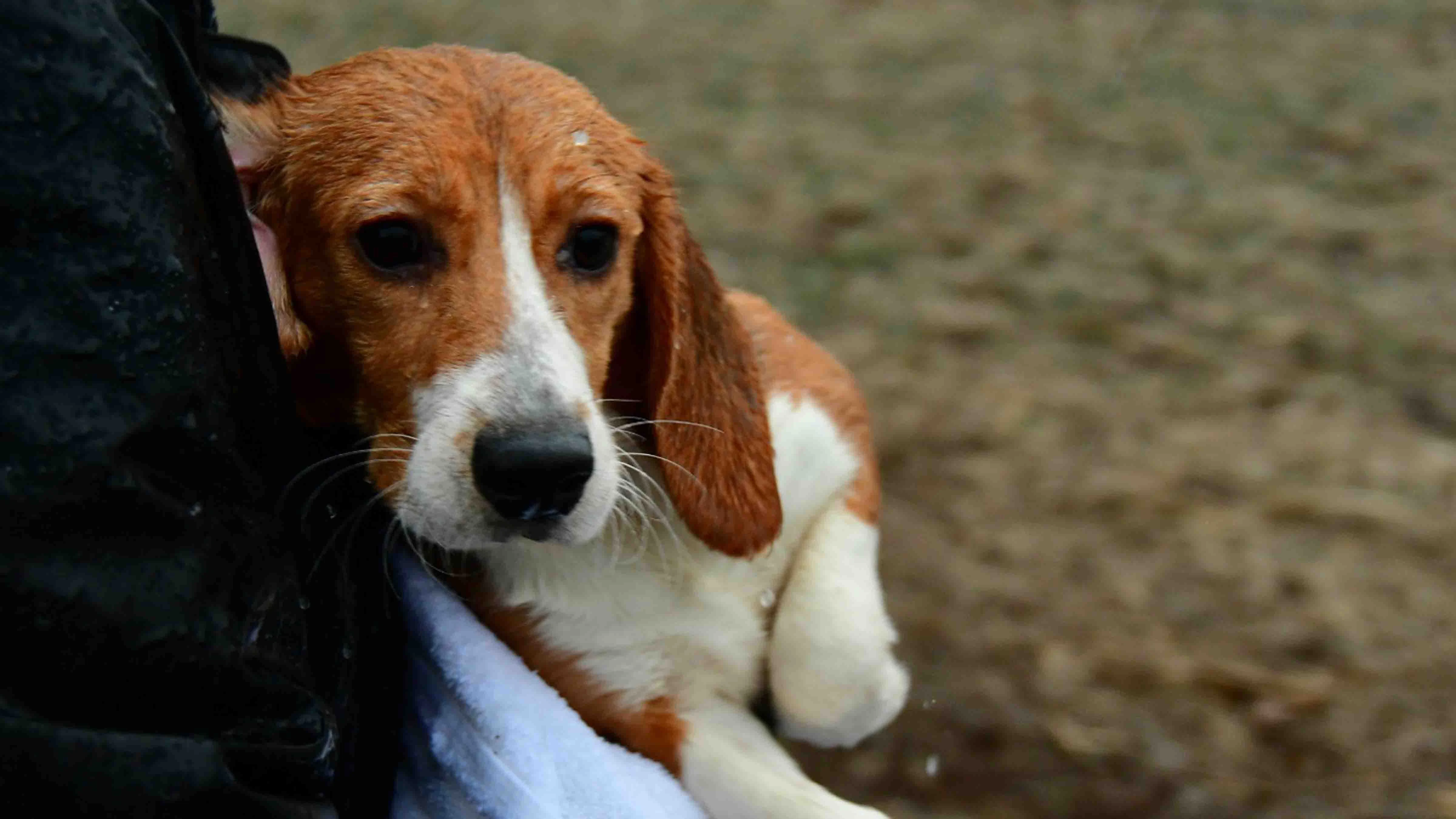 A Rock Springs animal rights activist who helped raid a Wisconsin beagle lab earlier this month said saving abused dogs was worth getting arrested. “It’s not a crime to rescue abused animals when they are suffering,” she told Cowboy State Daily.