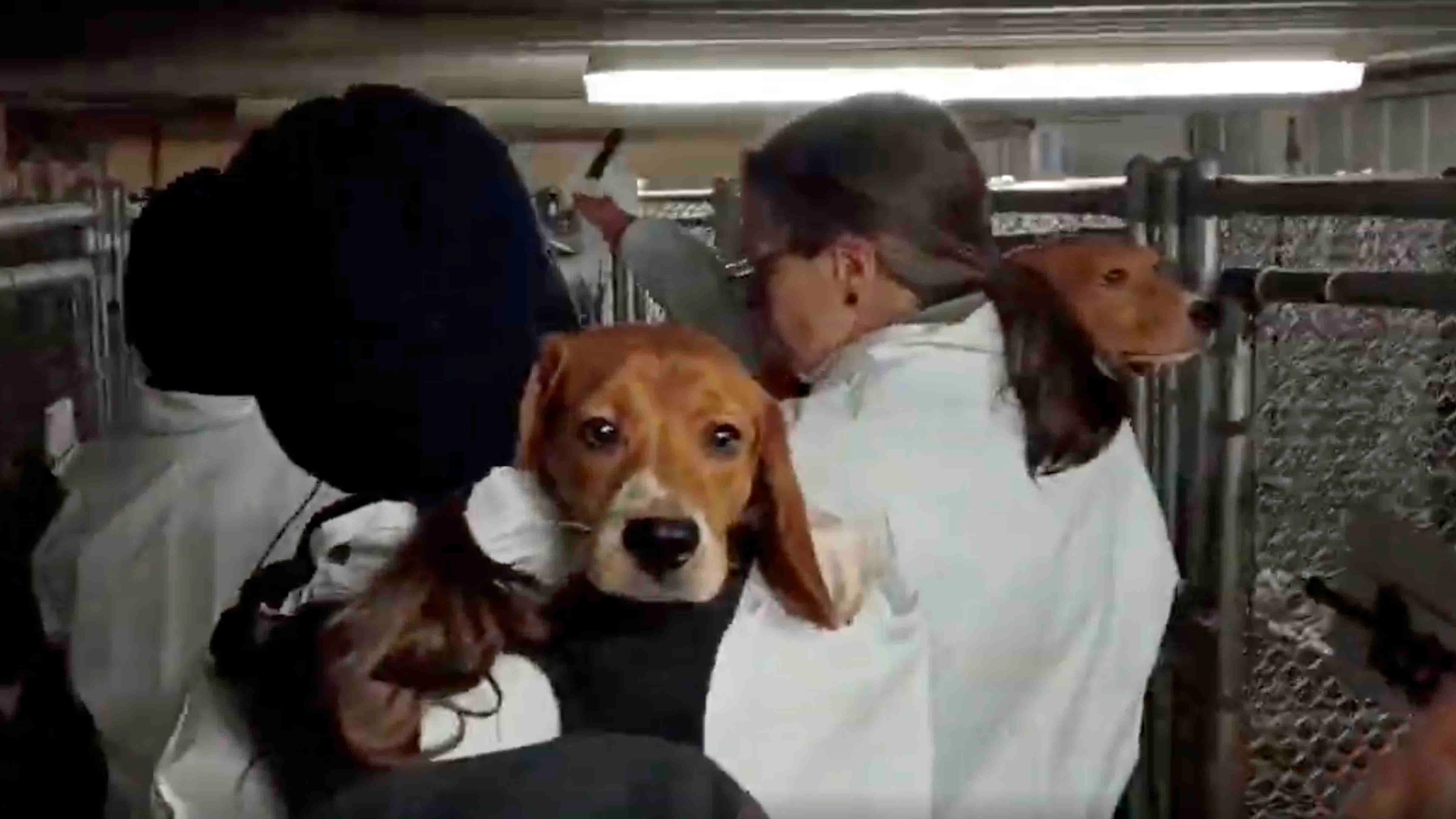 A Rock Springs animal rights activist who helped raid a Wisconsin beagle lab earlier this month said saving abused dogs was worth getting arrested. “It’s not a crime to rescue abused animals when they are suffering,” she told Cowboy State Daily.