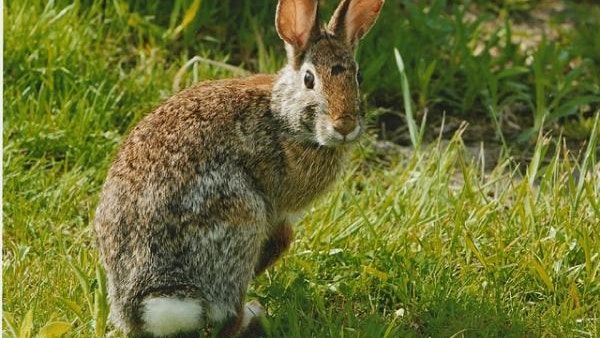 Rabbit 702765 640 600x469 1