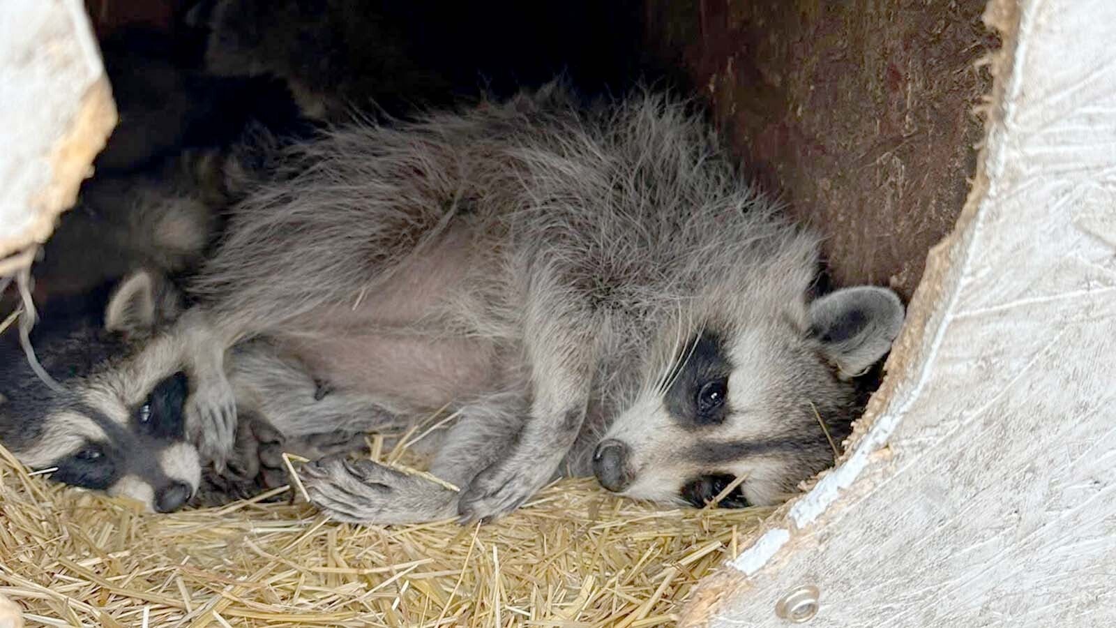 Kamra is a mama racoon that got into trouble when she trashed someone’s vehicle in Cheyenne. She was reunited with her four offspring at the Broken Bandit animal rescue east of Cheyenne.