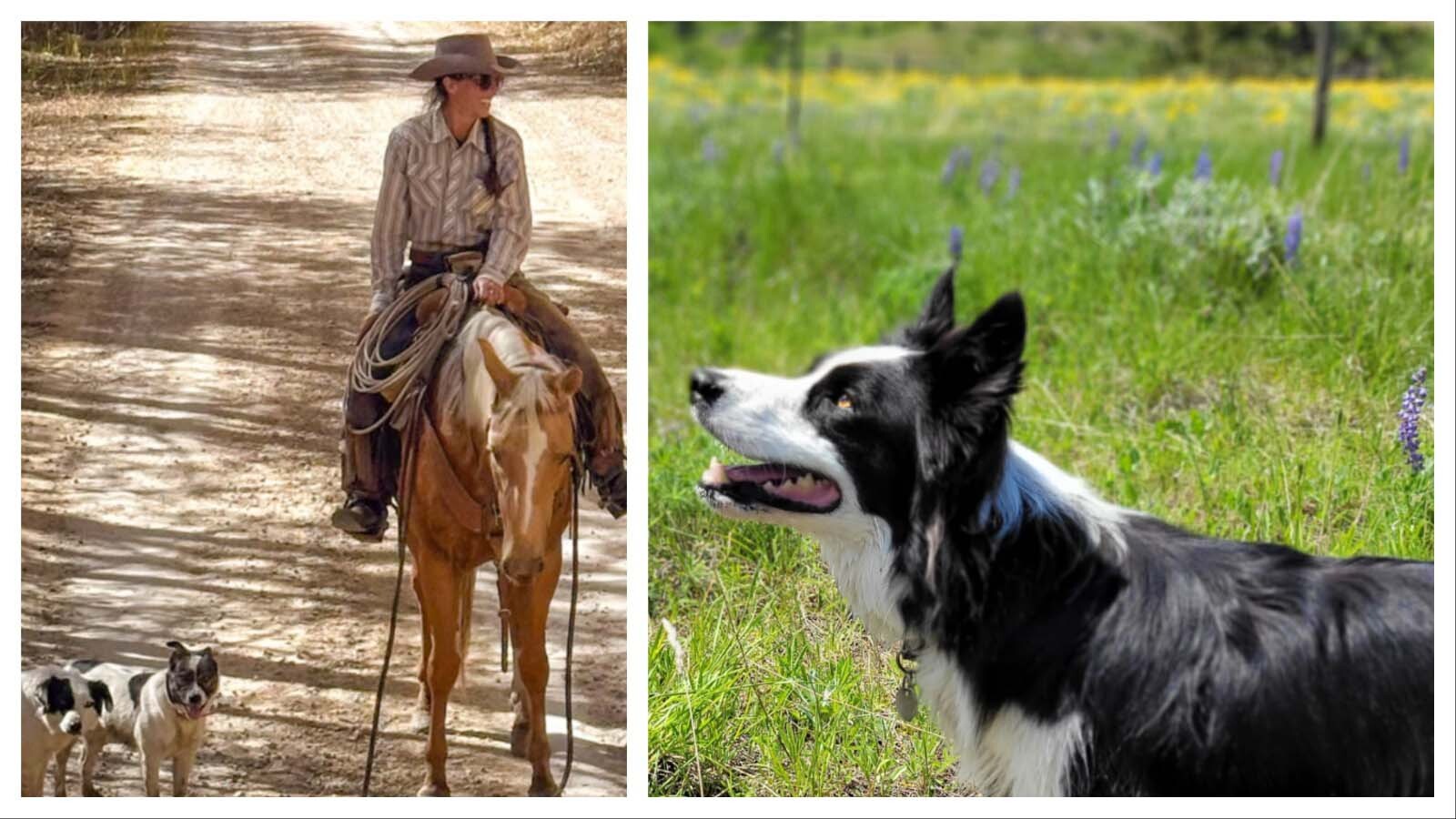 Flo the cattle dog was just coming into her own when she was hit by a tourist passing through Sublette County. Across Wyoming, working dogs are part of the fabric of ranch life.