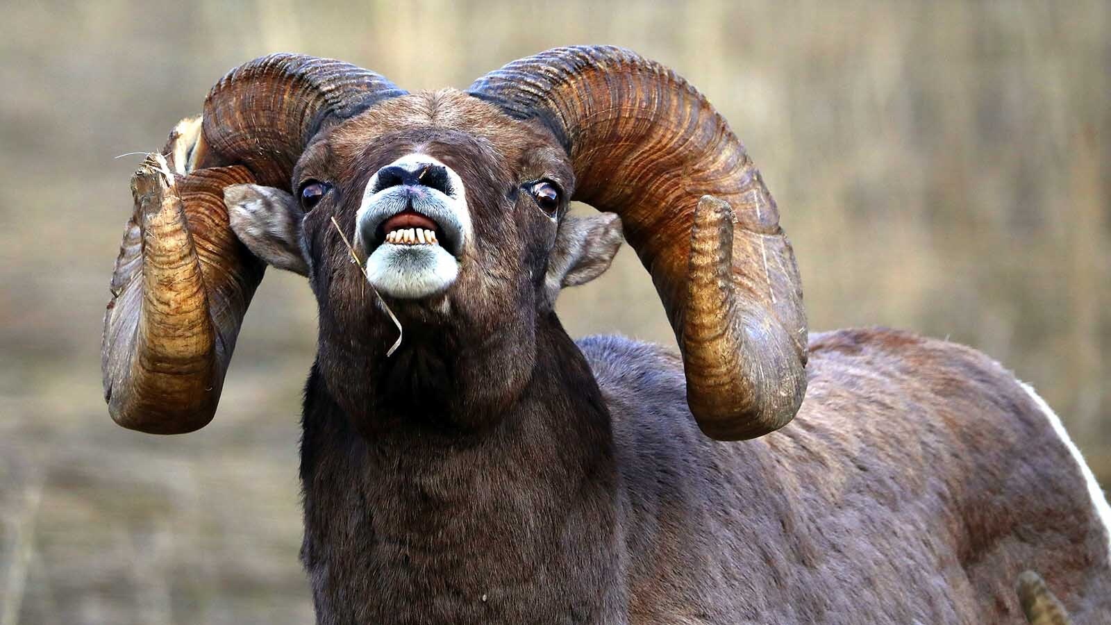 Rocky Mountain bighorn sheep rams put on a show for fans along the roadside near Corwin Springs, Montana, just outside Yellowstone National Park.