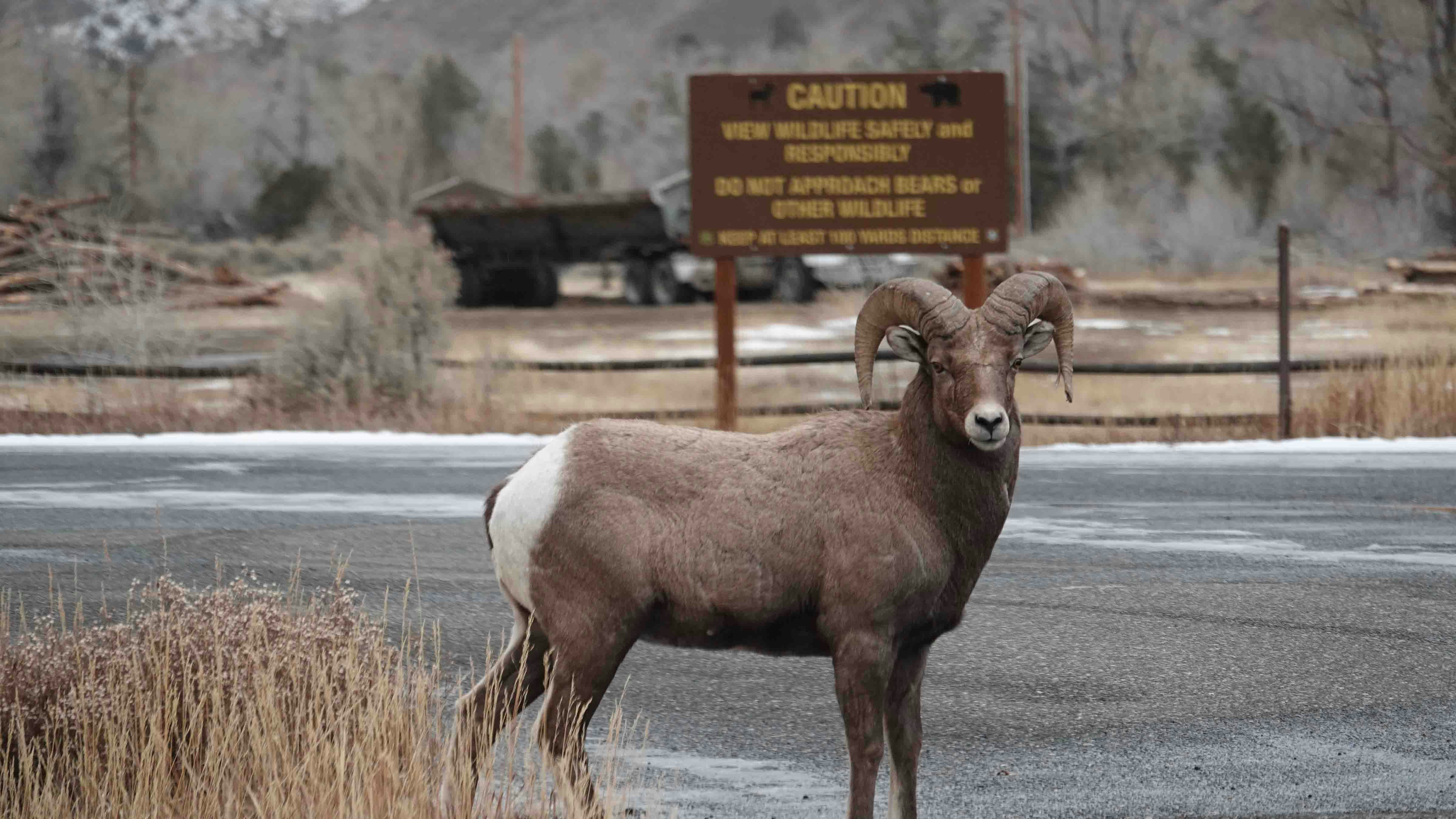 A Rocky Mountain bighorn sheep ram hangs out near the Wapiti Ranger Station west of Cody.