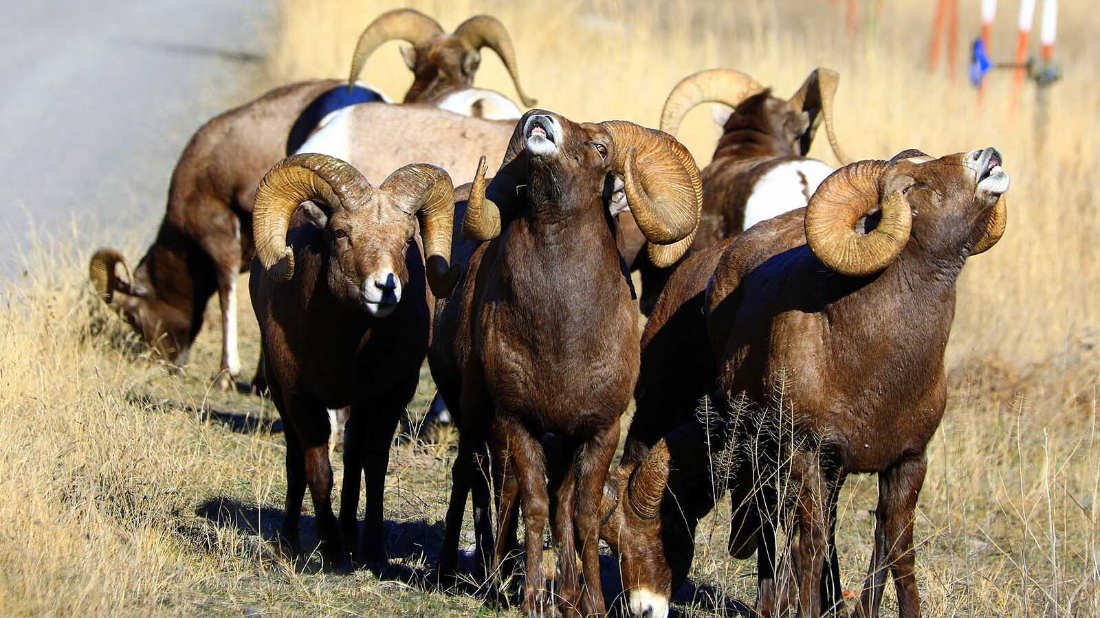 Rocky Mountain bighorn sheep rams put on a show for fans along the roadside near Corwin Springs, Montana, just outside Yellowstone National Park.