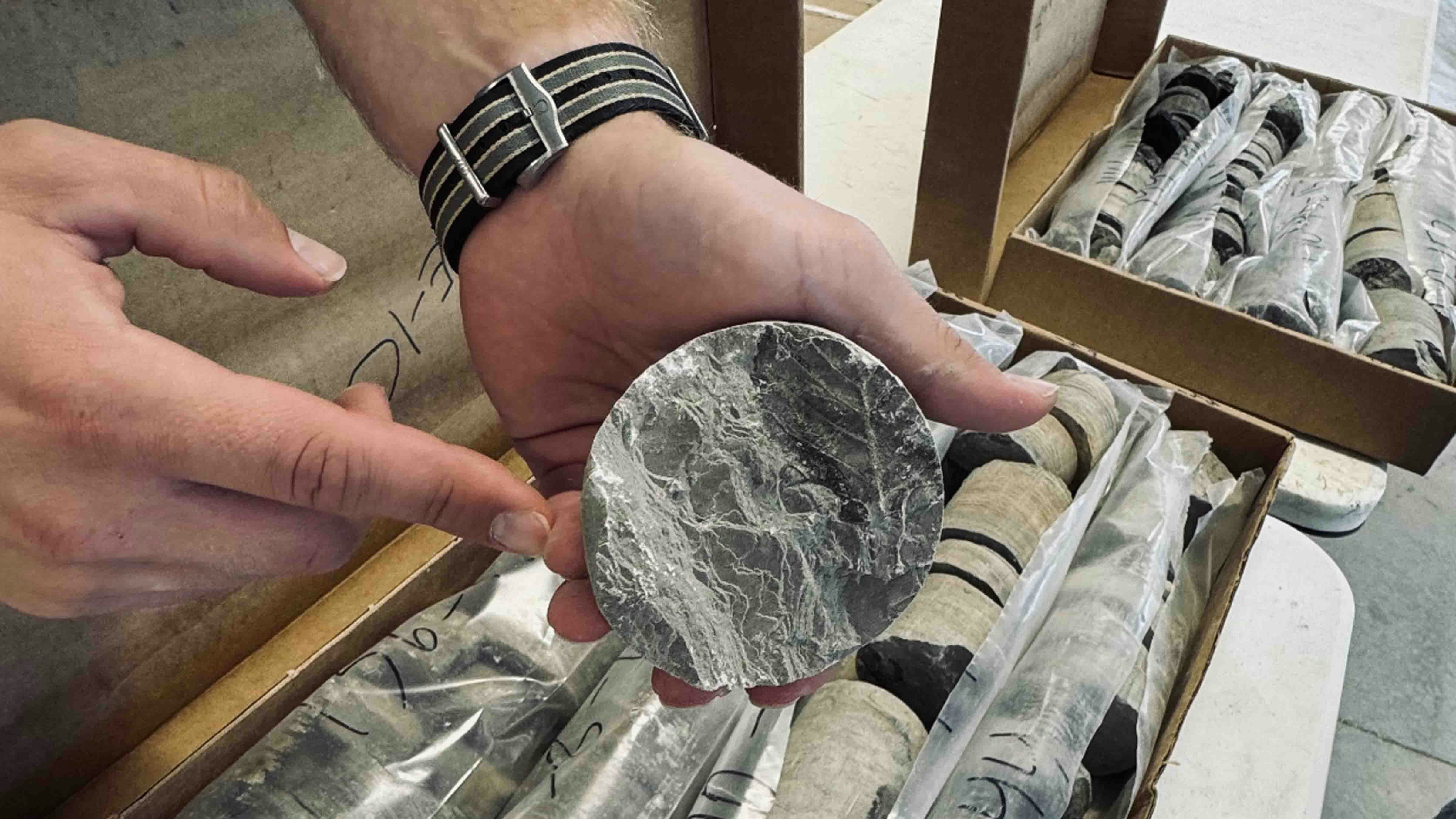 Fossilized leaf found in core samples taken from Ramaco Resources Inc.’s Brook mine site.