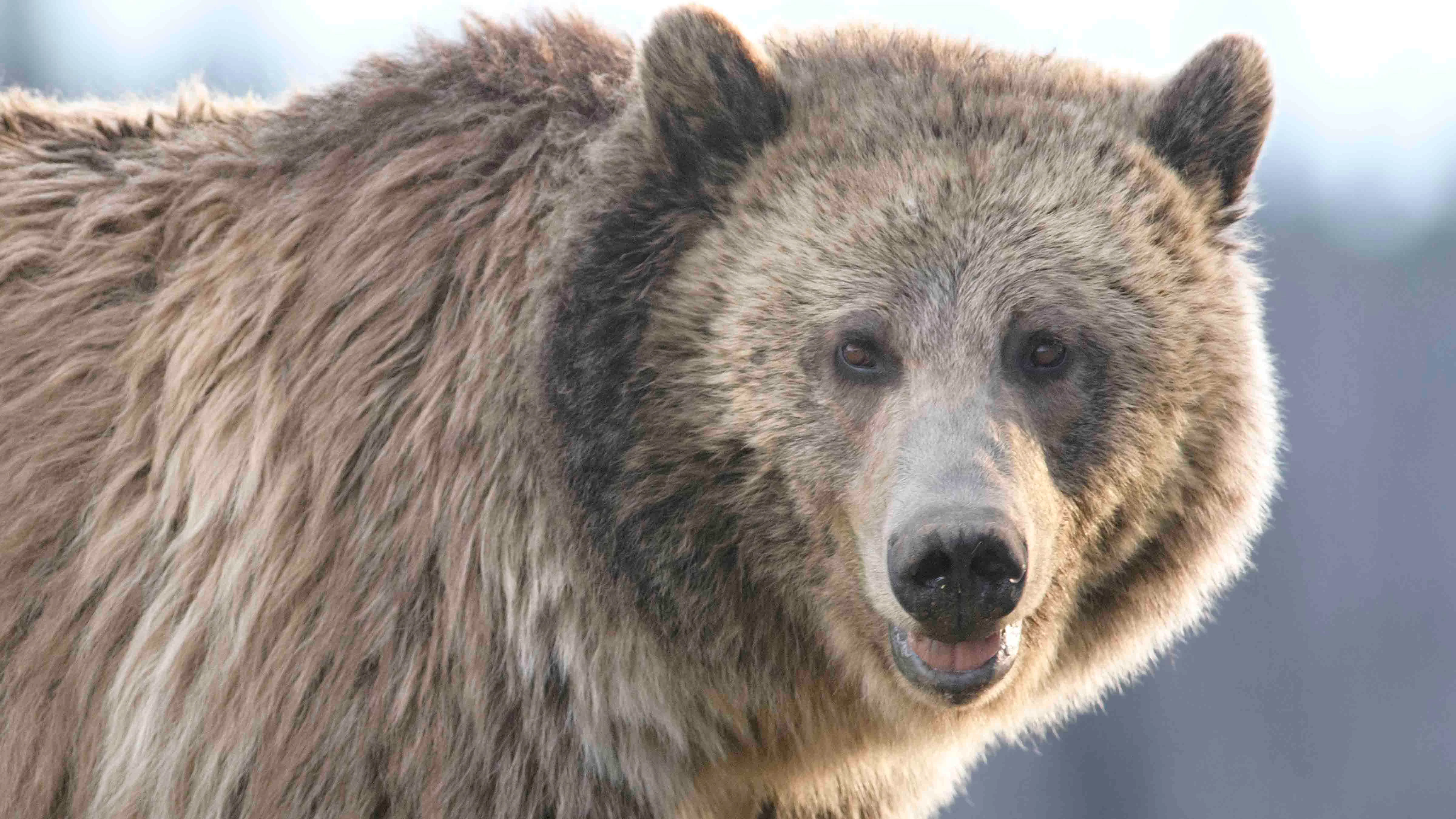Raspberry is one of Yellowstone’s favorite grizzlies, but hasn’t been seen in nearly a year, and is feared to be dead.