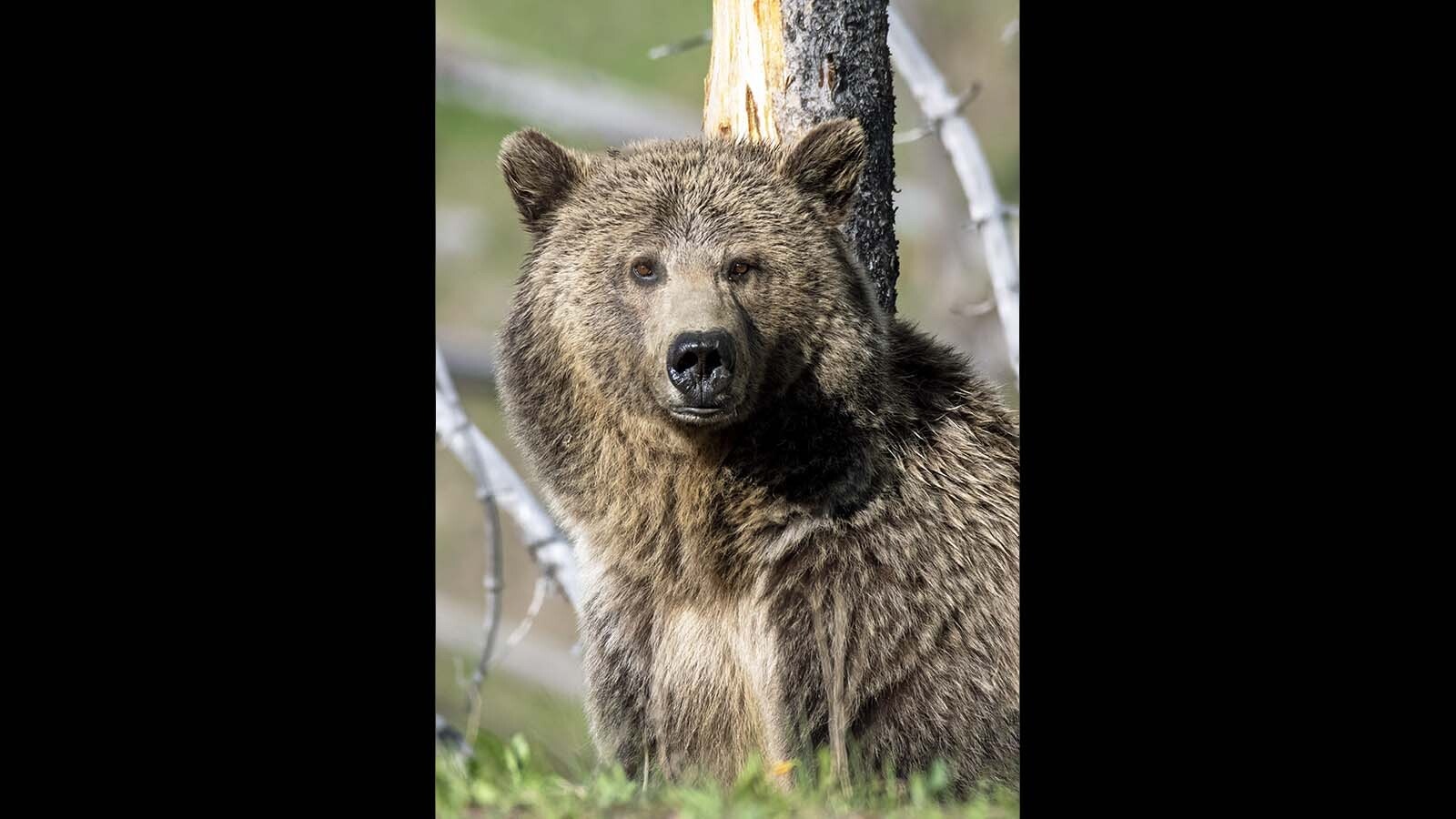 Raspberry has for years been a favorite among Yellowstone National Park’s grizzlies. Her fans worry that she might have been killed by another bear in June.