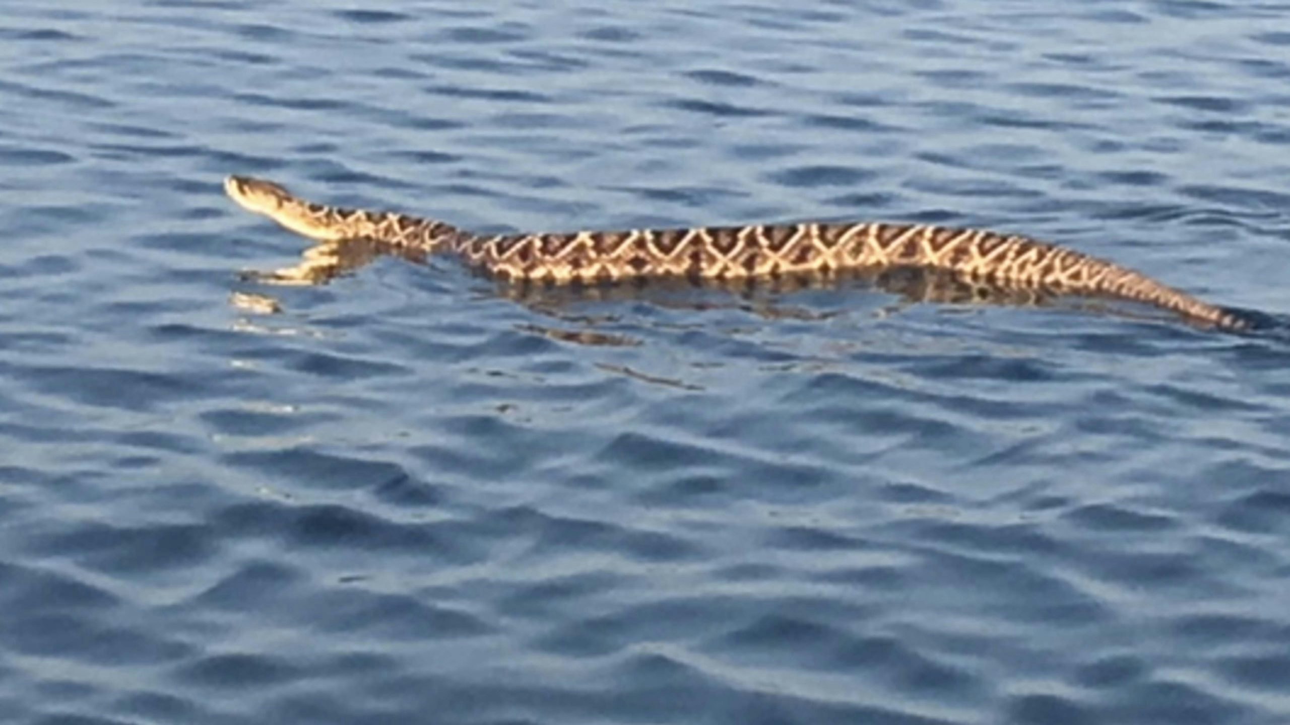 Rattlesnake swim 7 20 22 scaled