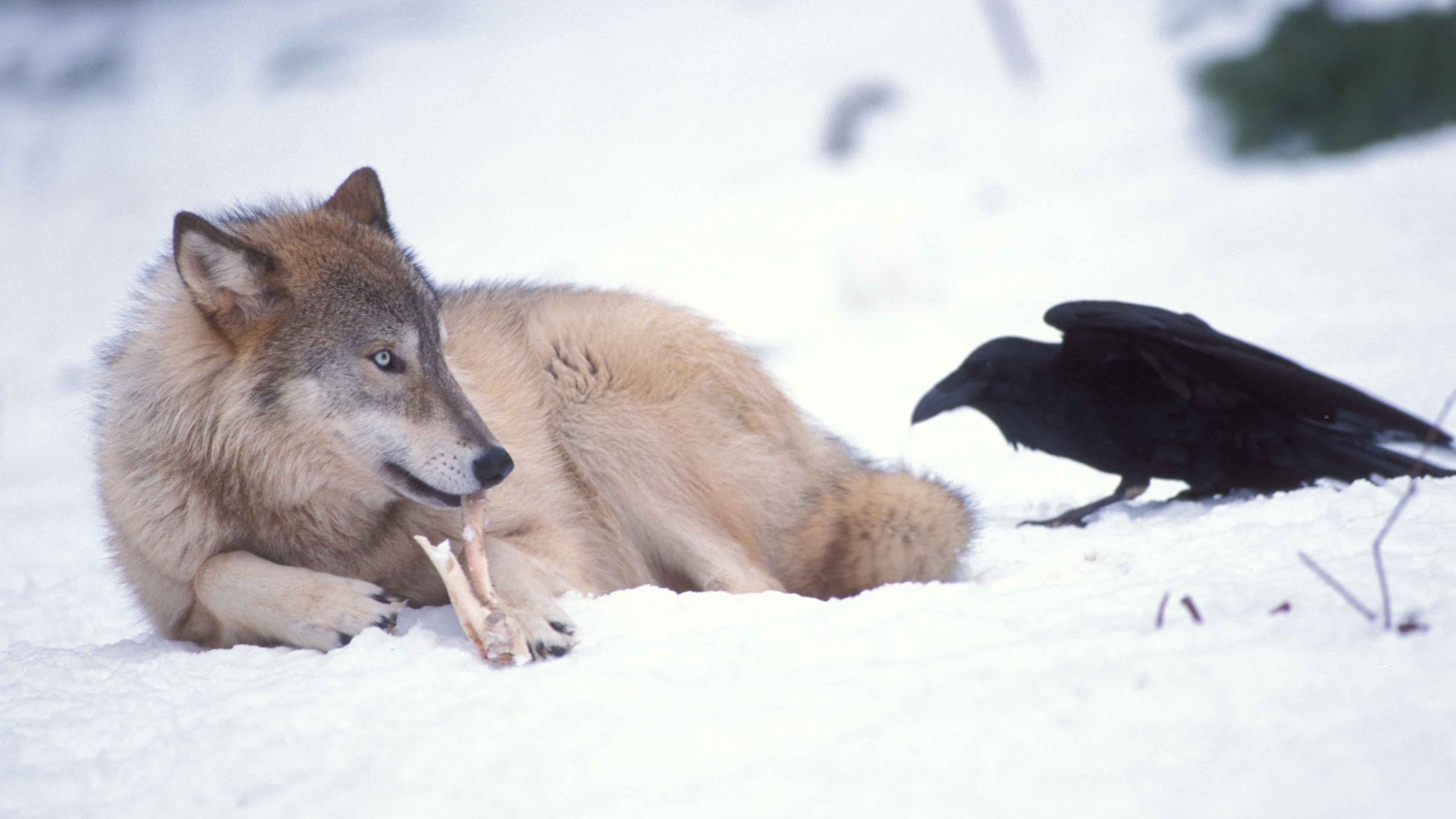A new study finds Yellowstone’s ravens don’t just follow wolves but use mental “maps” to predict likely kill sites. Researchers say the birds’ memory and human food sources may shape their scavenging habits.
