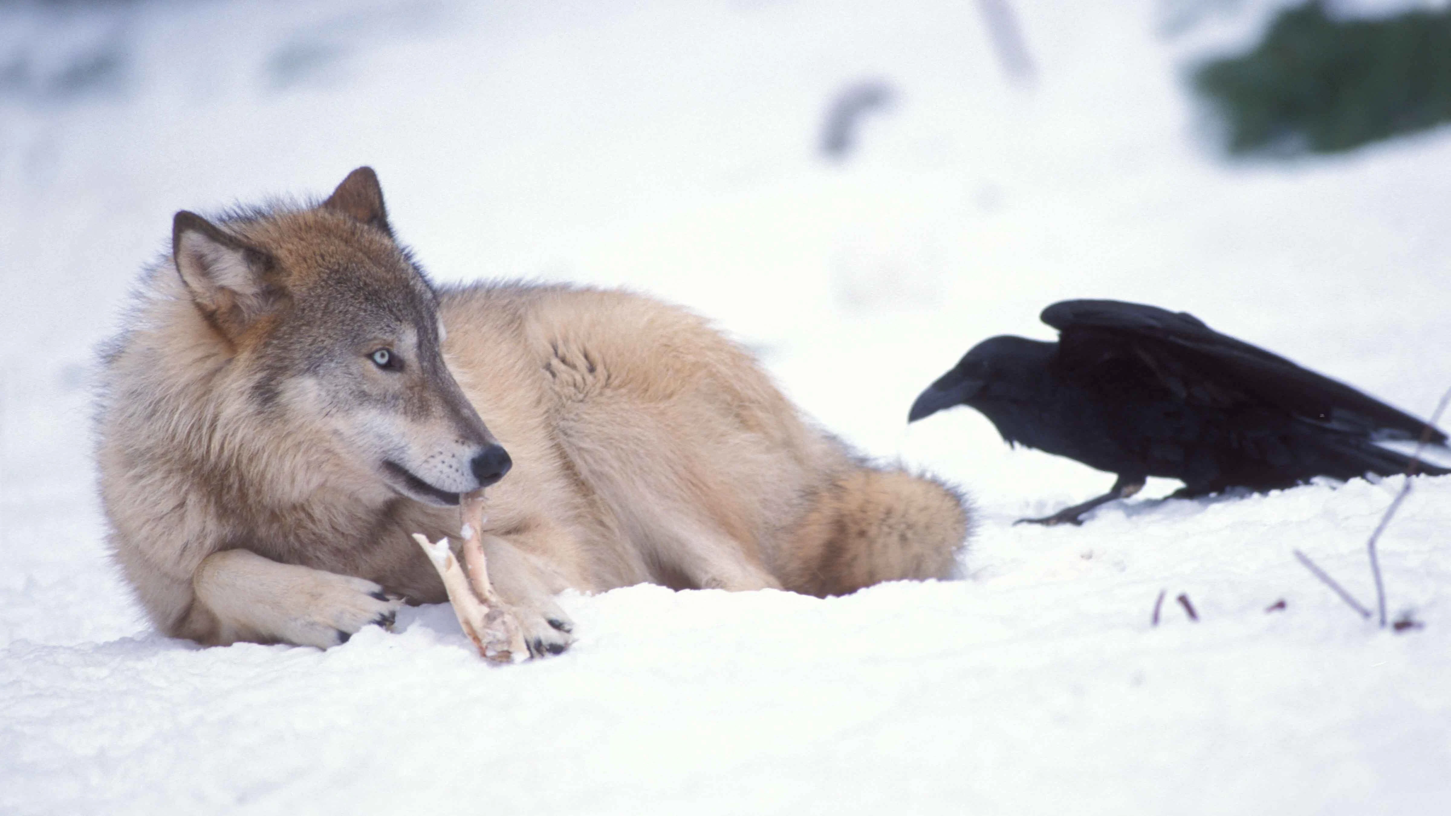 A new study finds Yellowstone’s ravens don’t just follow wolves but use mental “maps” to predict likely kill sites. Researchers say the birds’ memory and human food sources may shape their scavenging habits.