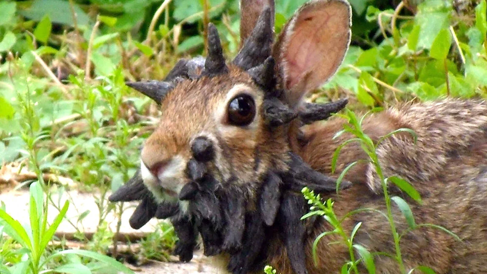 The legend of the jackalope might have started with pioneers in the 1800s seeing rabbits infected with viruses that can cause horn-like growths.