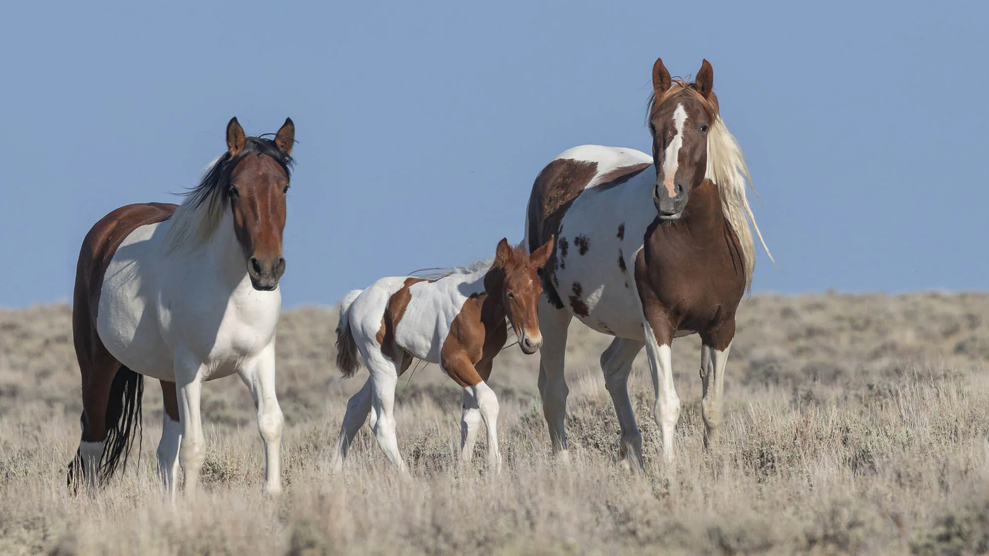 The Bureau of Land Management wants to round up about 1,800 mustangs from central Wyoming, claiming they’re overpopulated. Horse advocates say their horses are thriving in healthy numbers.