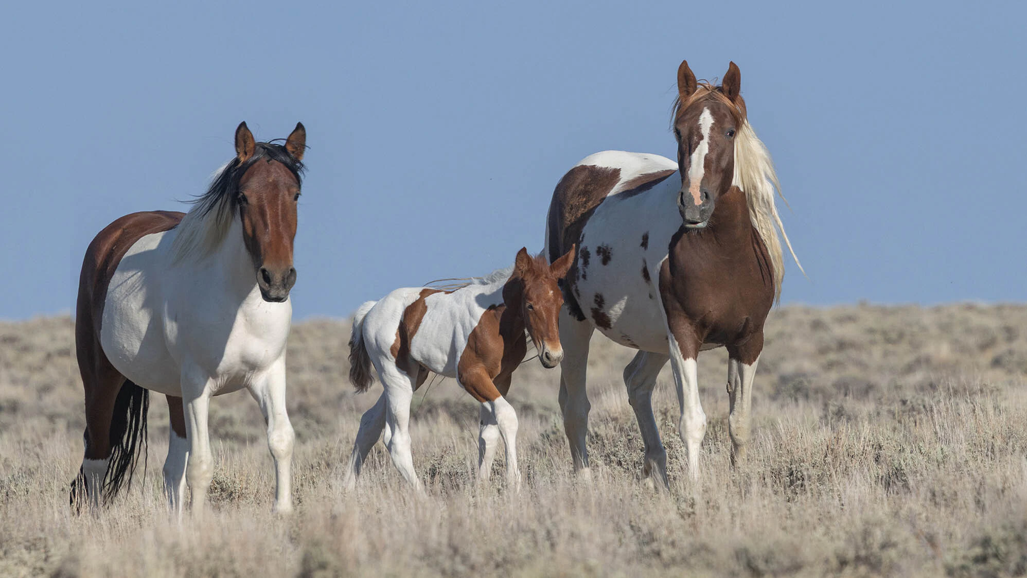 The Bureau of Land Management wants to round up about 1,800 mustangs from central Wyoming, claiming they’re overpopulated. Horse advocates say their horses are thriving in healthy numbers.