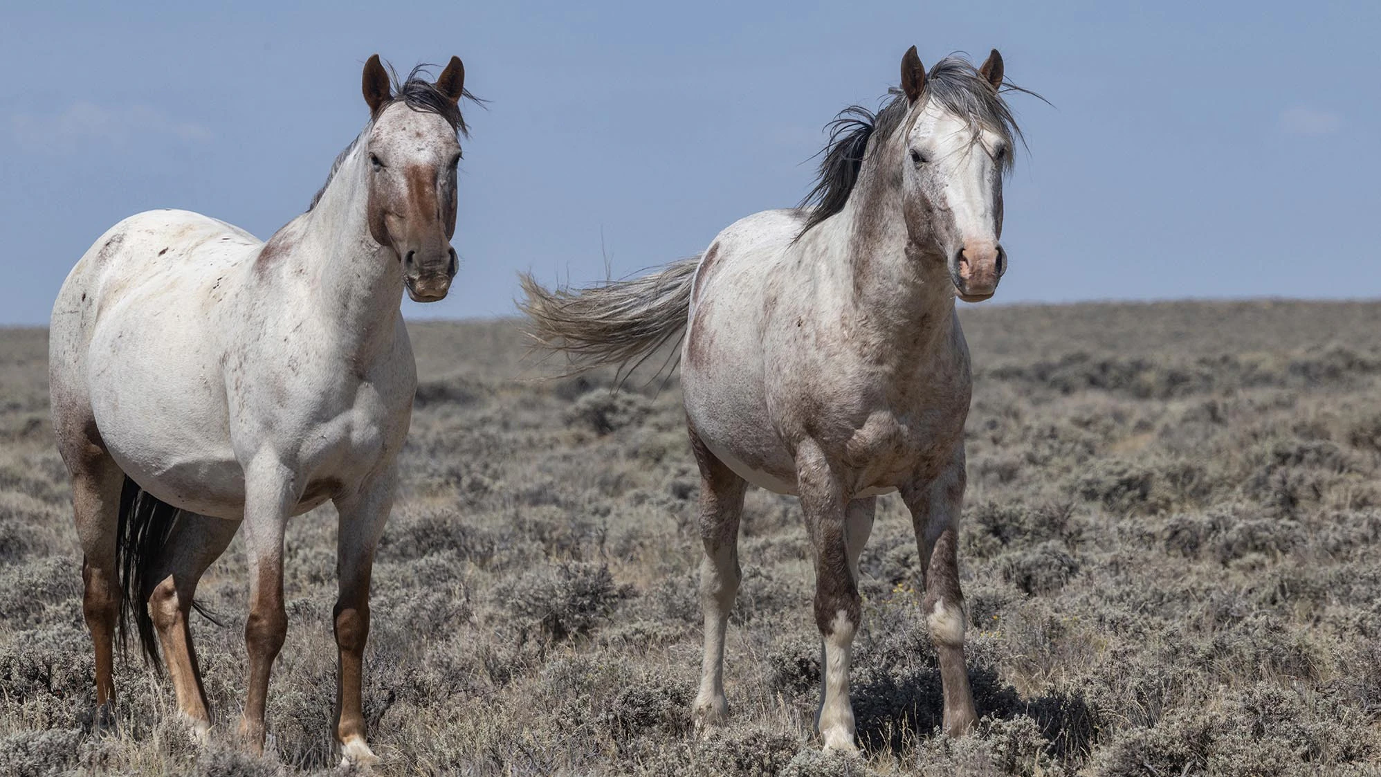 The Bureau of Land Management wants to round up about 1,800 mustangs from central Wyoming, claiming they’re overpopulated. Horse advocates say their horses are thriving in healthy numbers.
