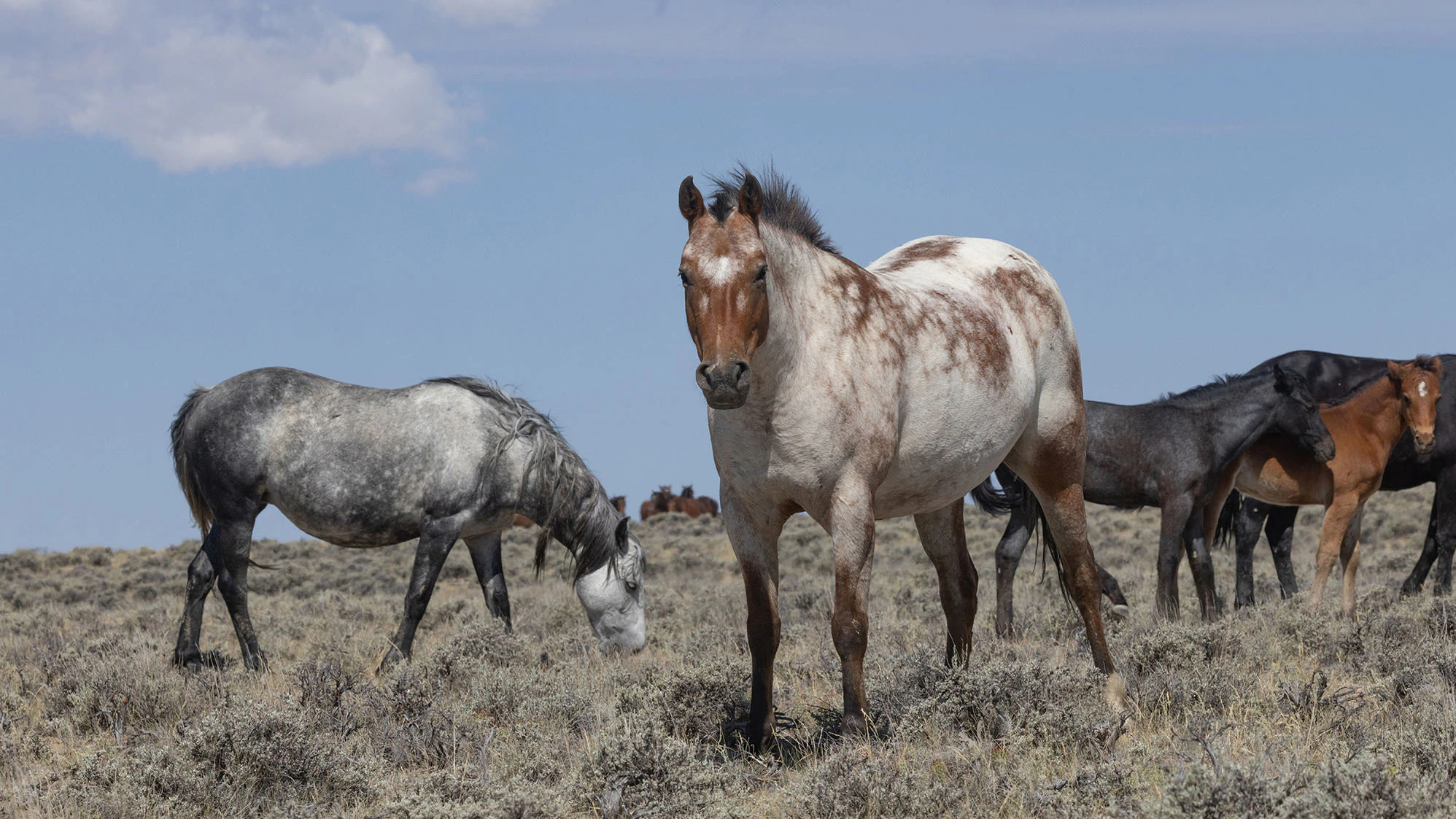 The Bureau of Land Management wants to round up about 1,800 mustangs from central Wyoming, claiming they’re overpopulated. Horse advocates say their horses are thriving in healthy numbers.