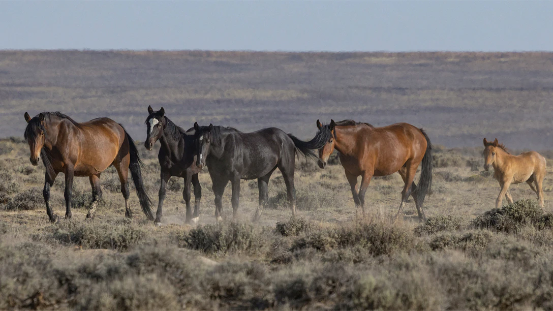 The Bureau of Land Management wants to round up about 1,800 mustangs from central Wyoming, claiming they’re overpopulated. Horse advocates say their horses are thriving in healthy numbers.