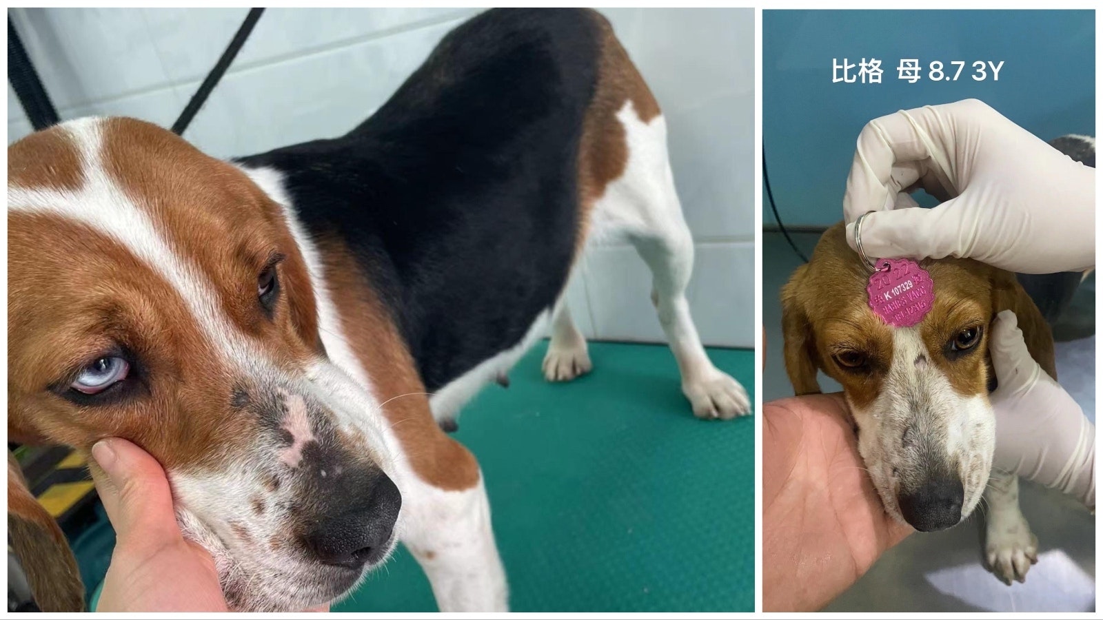 Two of four beagles in China that were used for research and rescued from the Chinese meat trade by Kindness Ranch, a Wyoming-based animal rescue. The dogs are being examined by a vet, and July 4, 2023, became their Independence Day.