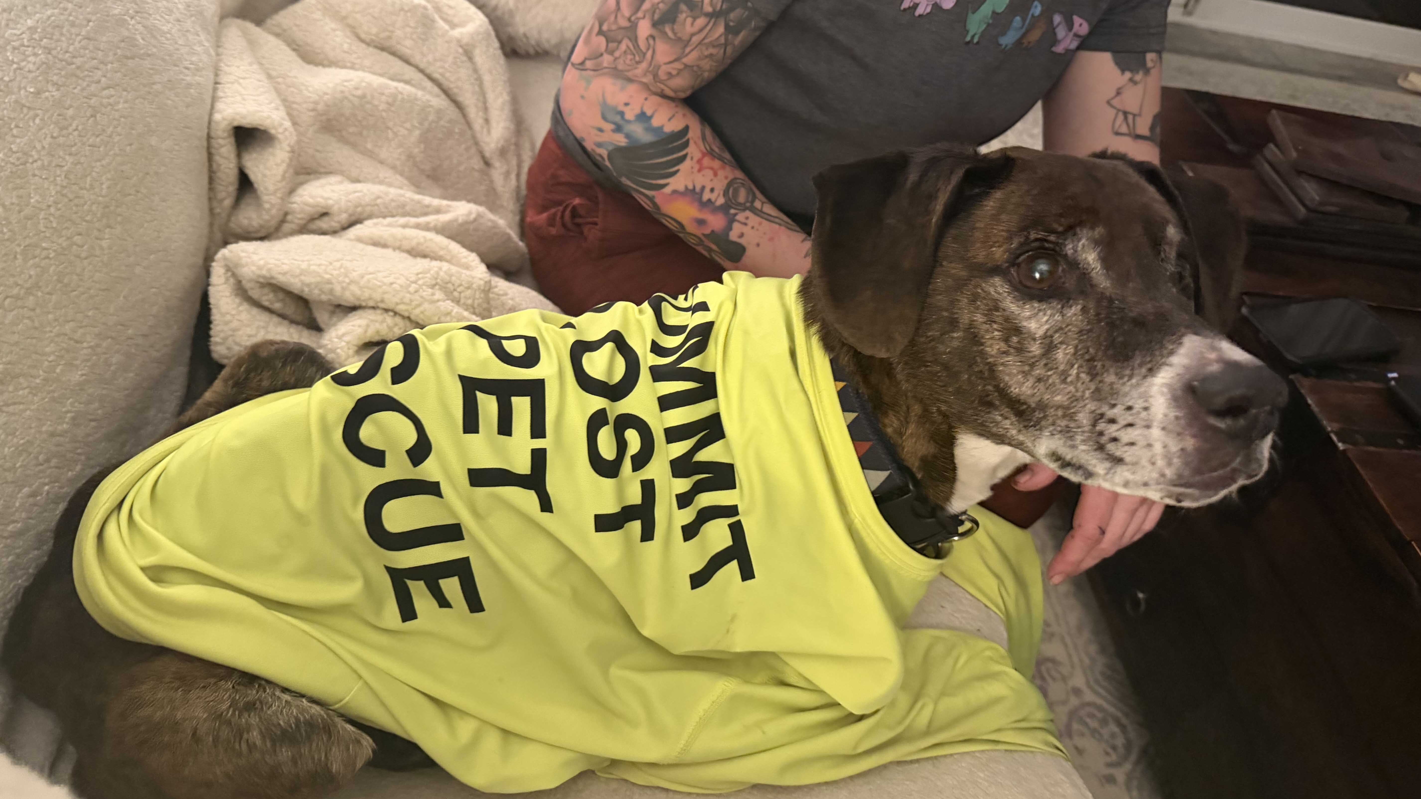 Rocky, a Labrador-boxer mix, escaped his harness during a walk near the mountain town of Montezuma, Colorado, on Dec. 28. He was rescued last week, having survived alone for 43 days in subzero nights and wolf territory. 