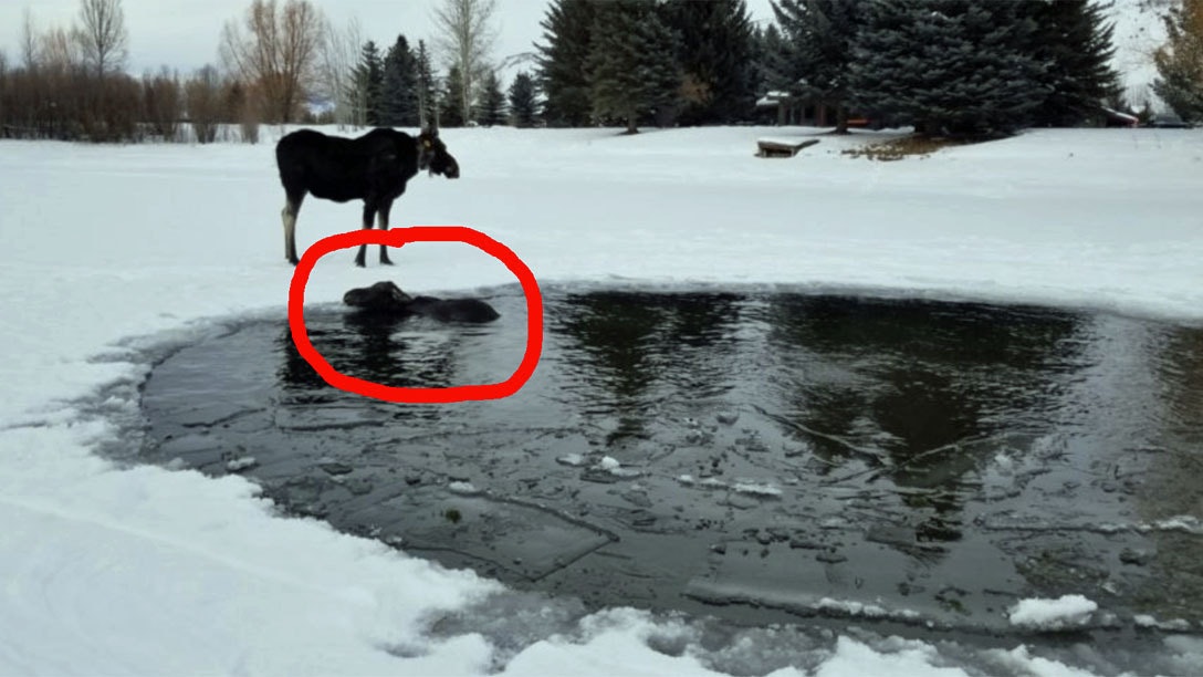 Rescued moose calf 2 4 22