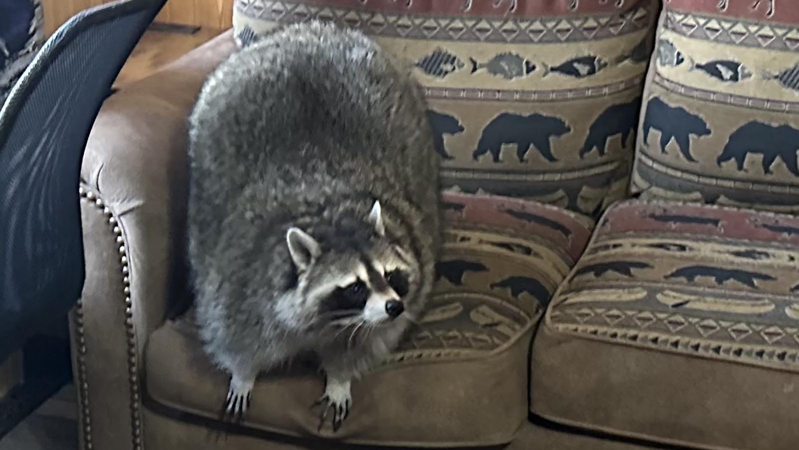 A Raccoon named Rico has adapted well to living with a family near Lander, but a Riverton veterinarian who has treated many of the critters said raccoons generally don’t make good pets.