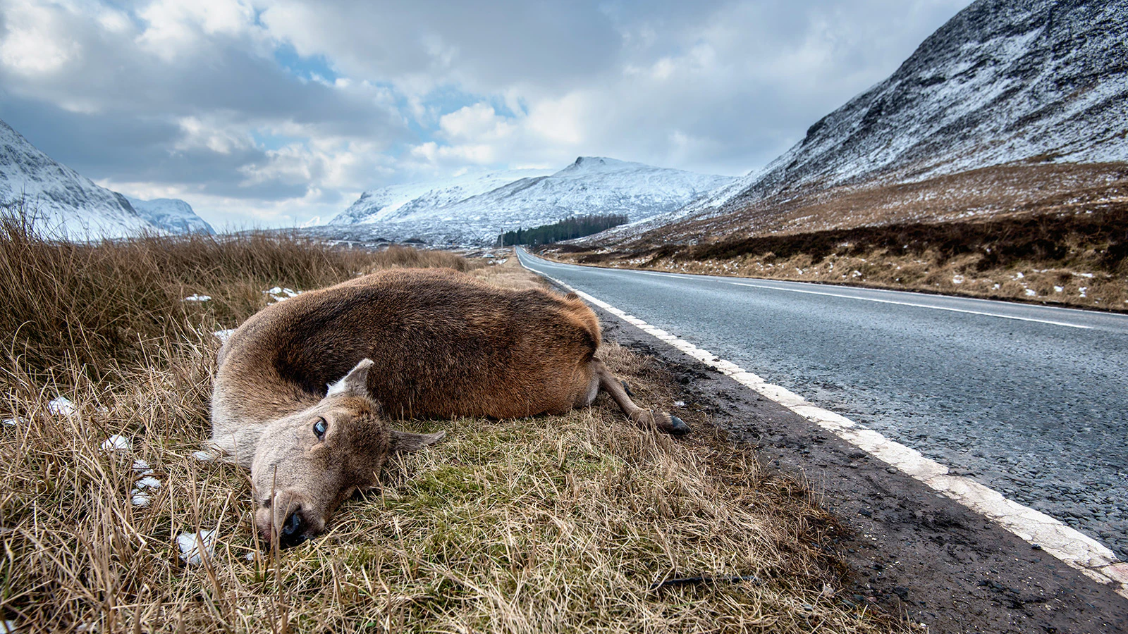 Deer are by far the most hit on Wyoming's highways, but elk, pronghorn and moose are on also on the list. Wyoming is ranked ninth nationally in vehicle-wildlife collisions. “The buck deer came charging up so fast in front of me," said one motorist.