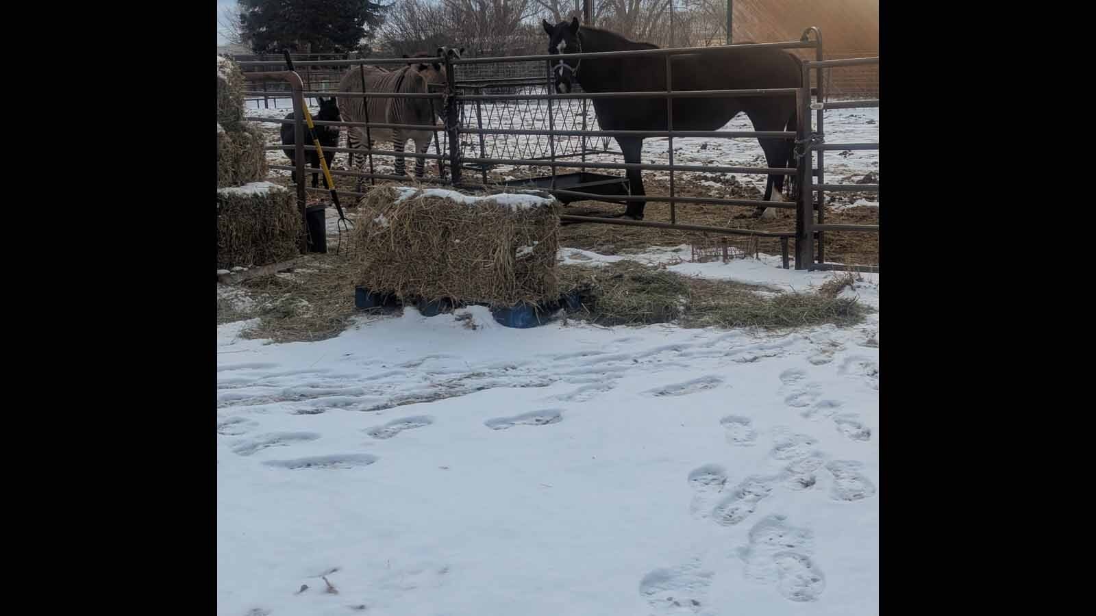 When LeAnn Baker went to her corral, she made the unexpected discovery of a rock with a hole in it. She went to Facebook for answers and was told it was either a magic hag stone or a spindle whorl, used to make cord by the local Indian tribes.