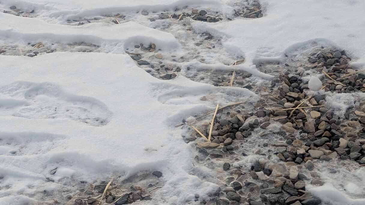 The holey rock LeAnn Baker discovered was mixed in with her gravel which she believes was sourced locally, from either Washakie or Hot Springs County.