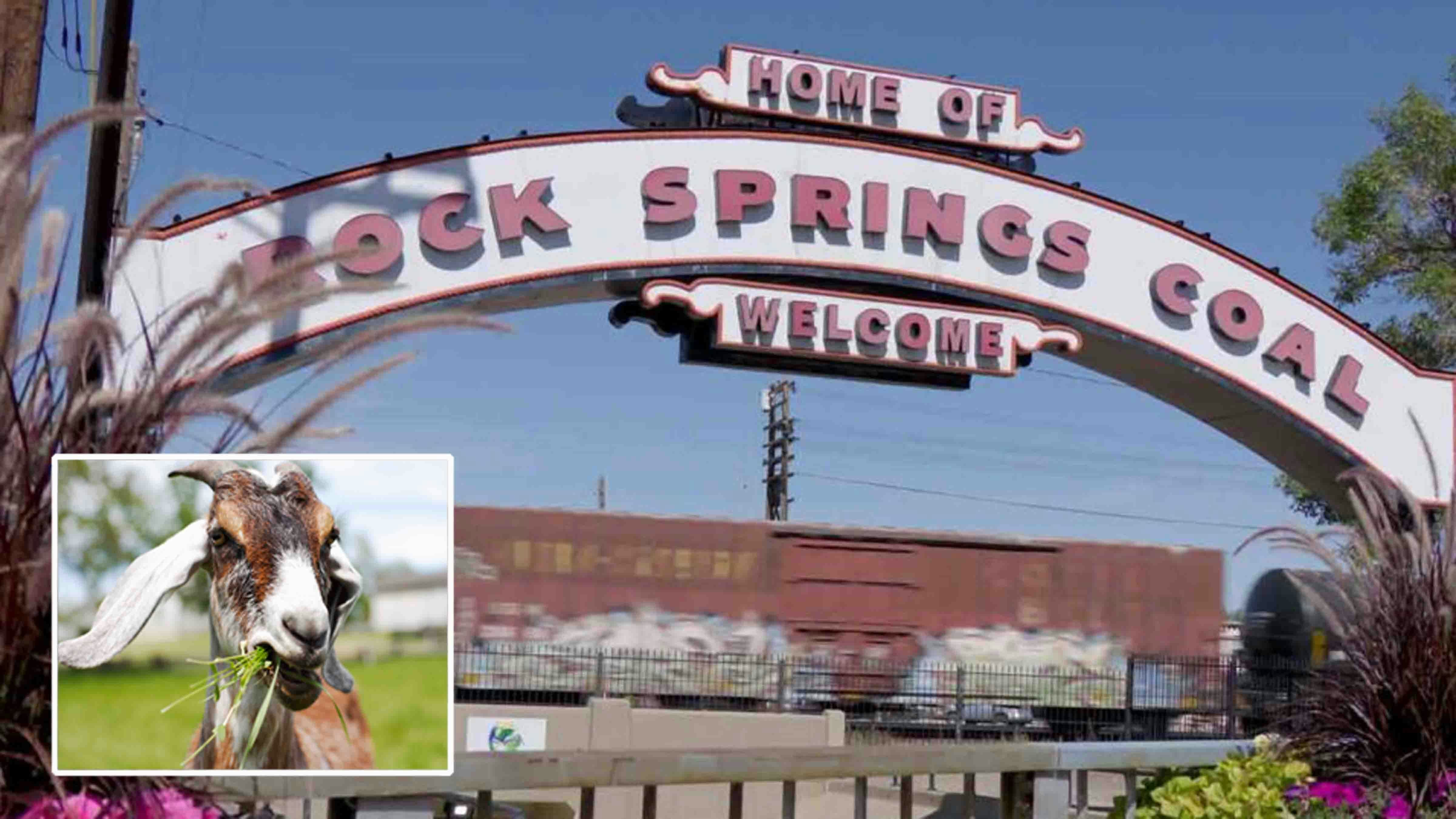 Rock springs goat 2 9 21 25
