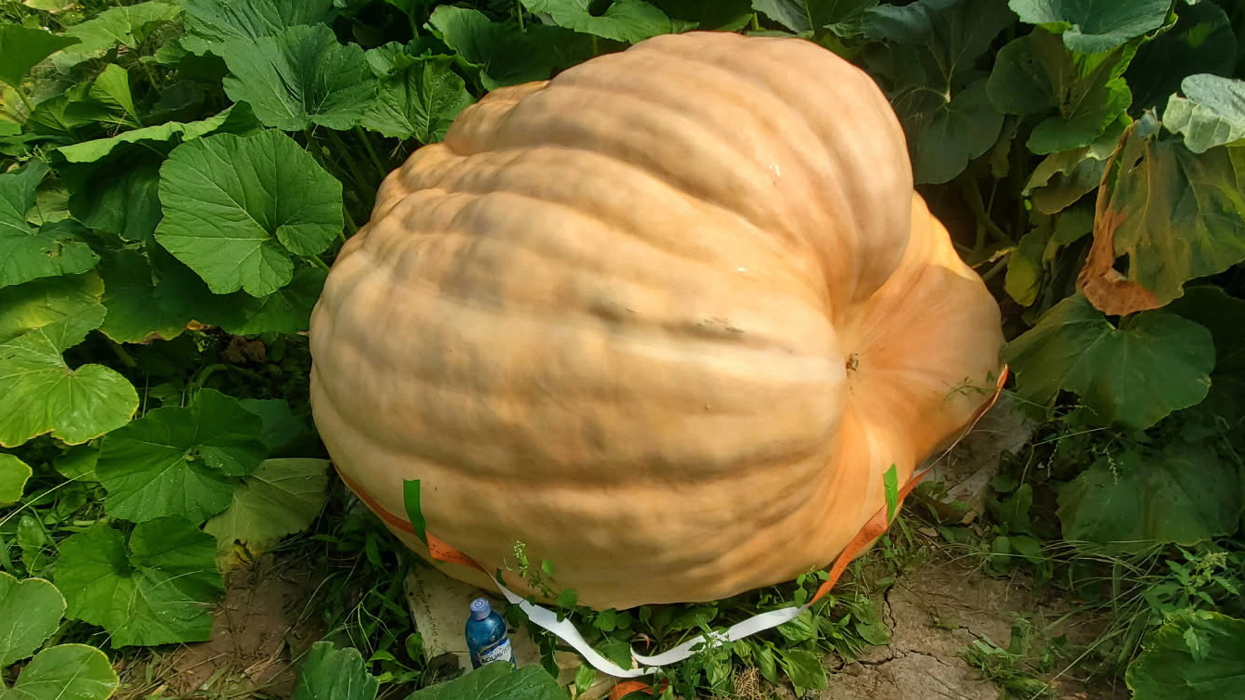 “Rosie the Riverter,” a 1,410-pound pumpkin growing in Jay Richard's greenhouse in Worland. The pumpkin is gaining around 10 pounds a day, but Richard thinks this pumpkin will fall short of his personal best, a 1,784-pound giant he grew in 2023.