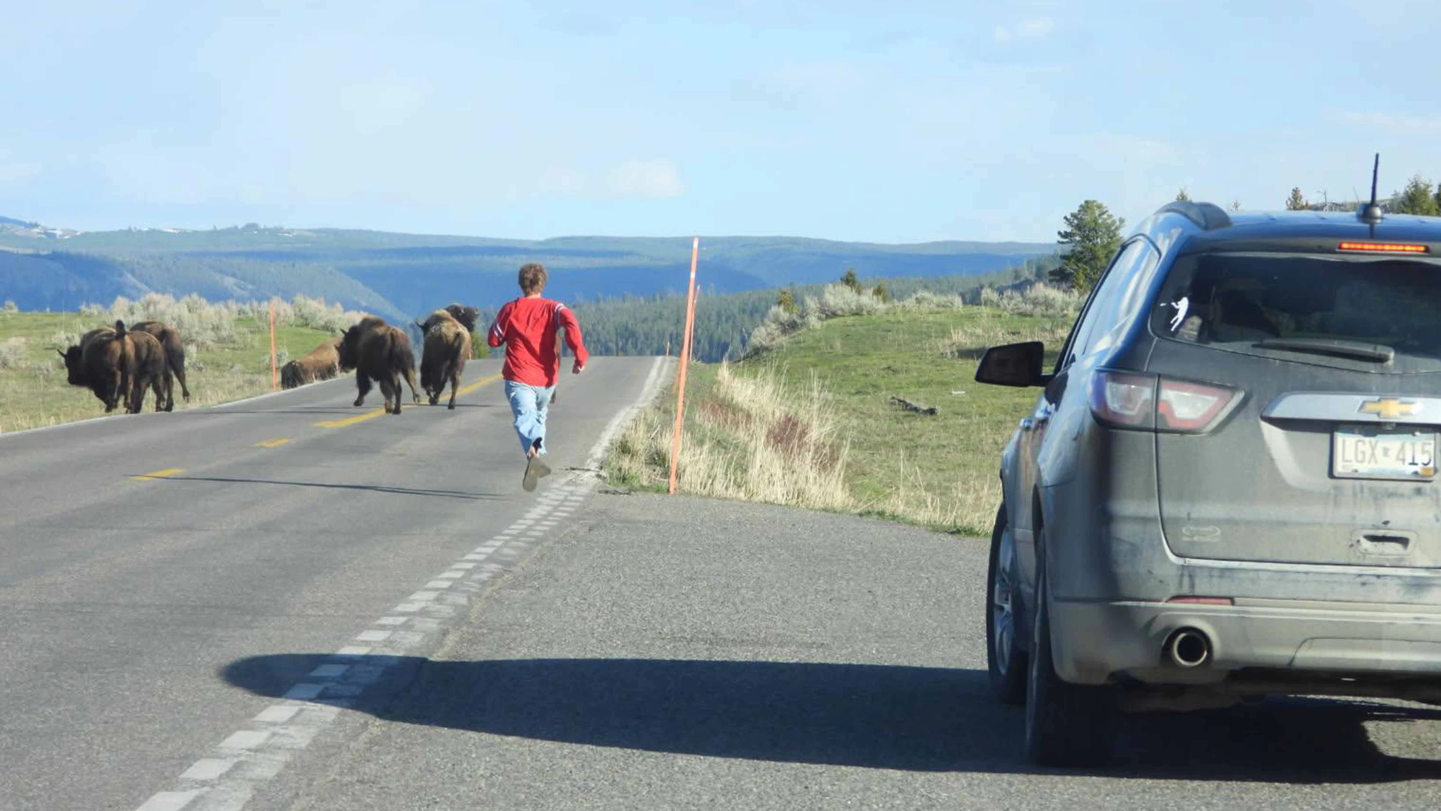 Man charging into herd of Yellowstone bison