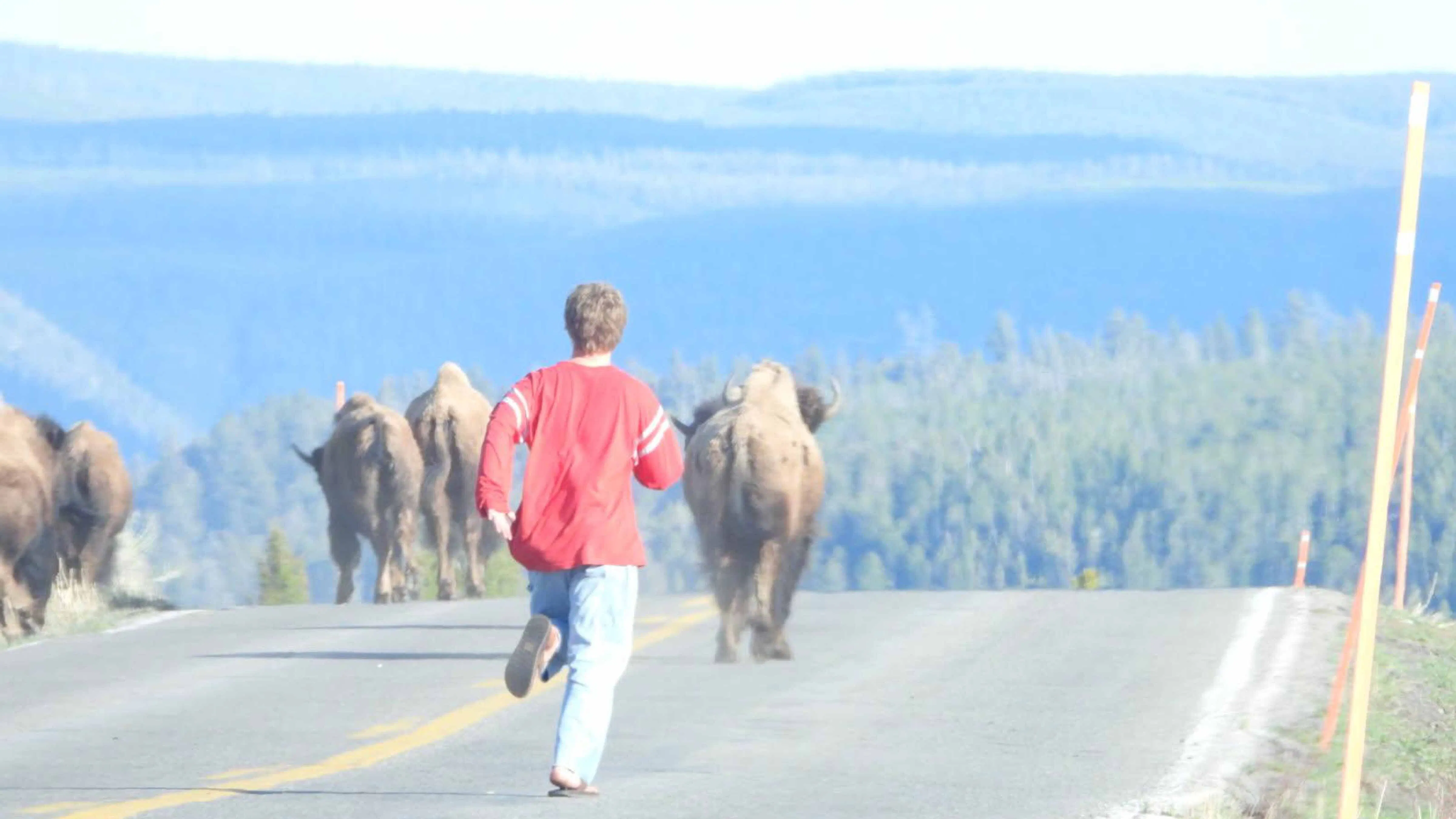 Man charging into herd of Yellowstone bison