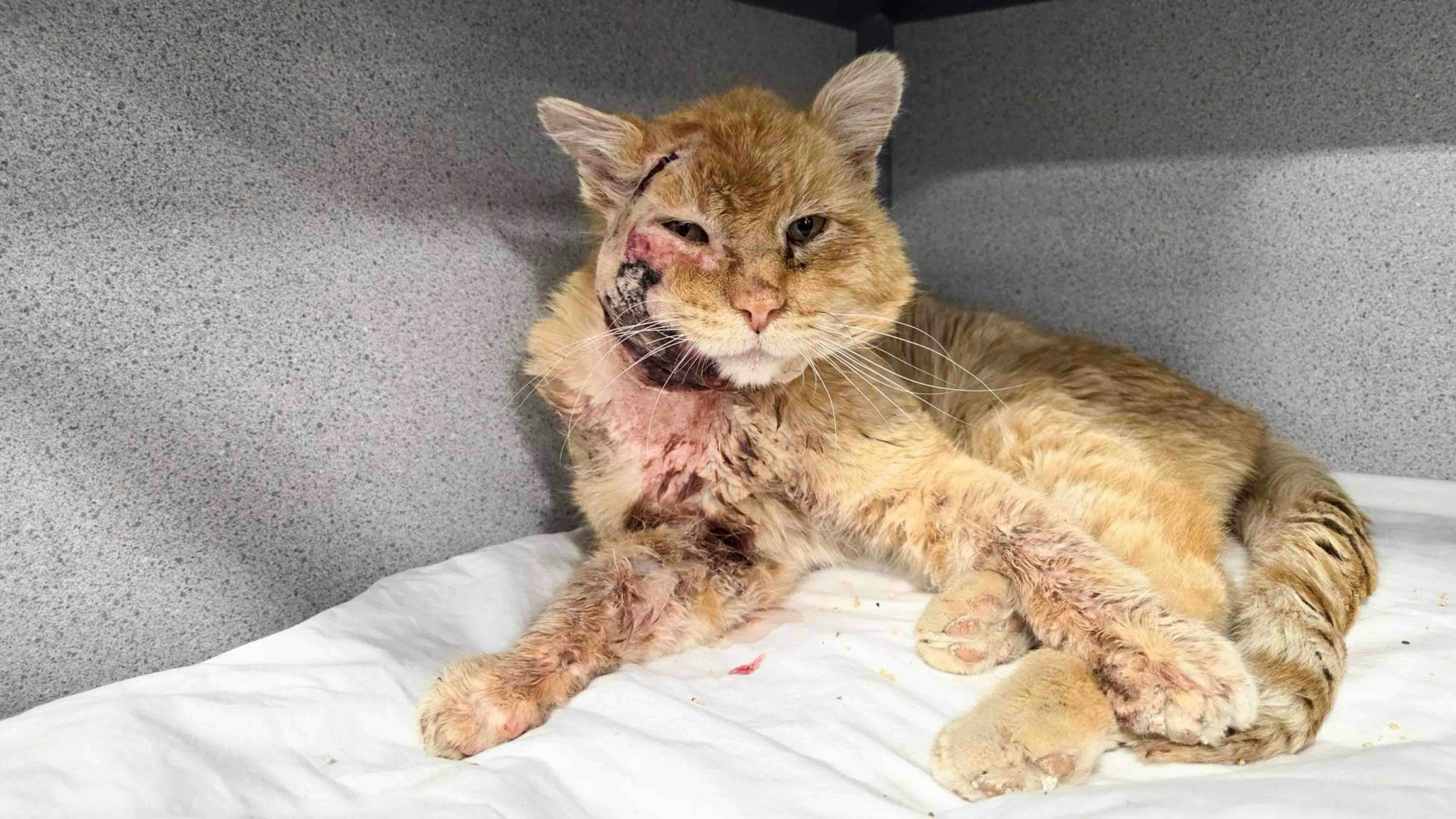 Spaulding was starving, gravely hurt and hypothermic when he wandered into a Gillette home looking for help. Now, folks in northern Wyoming have rallied to help him recover and find a home.