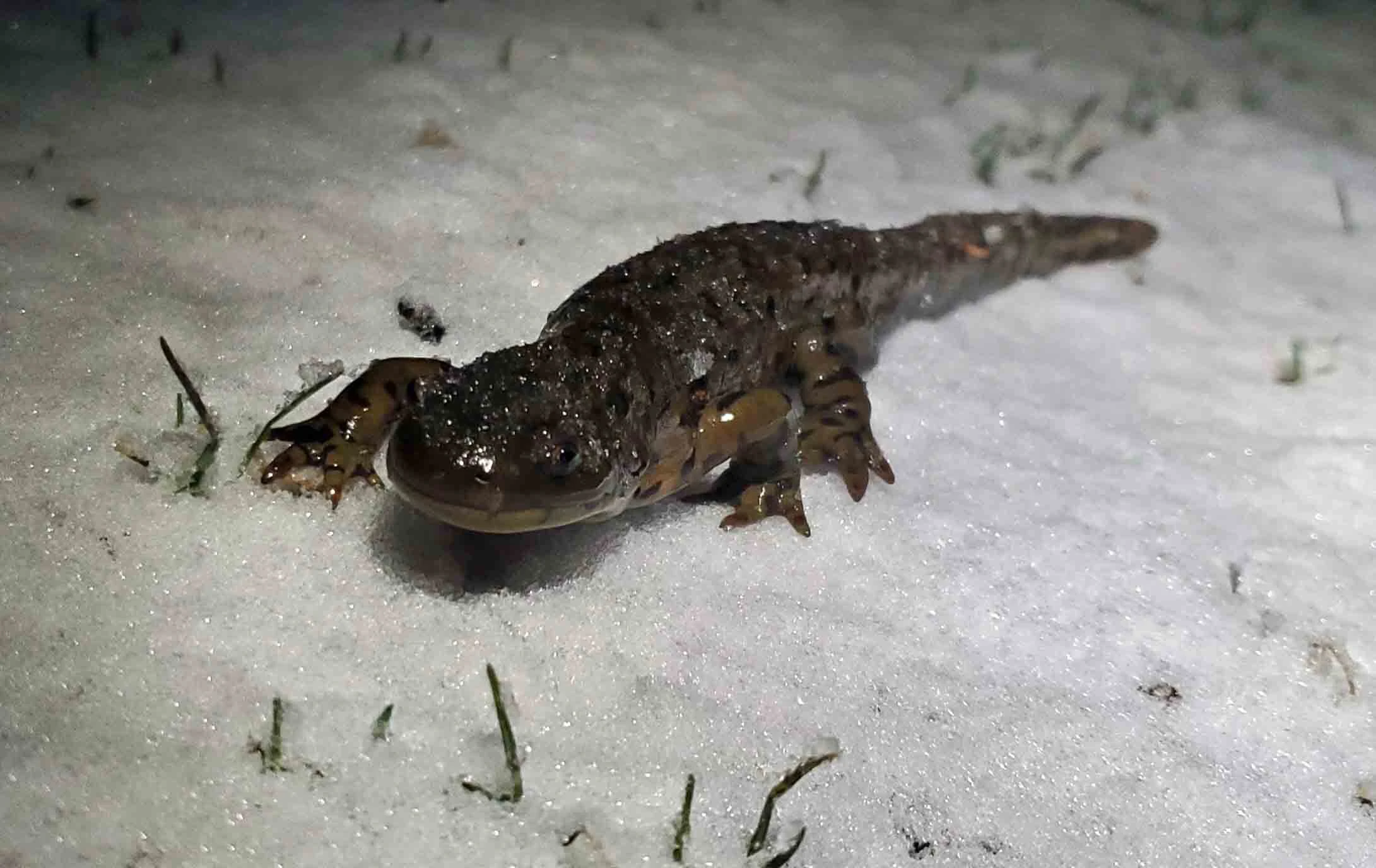 A crust of snow has formed on the back of this western tiger salamander, who is slowly but surely makes its way to the LaBonte Park pond during the annual spring migration.