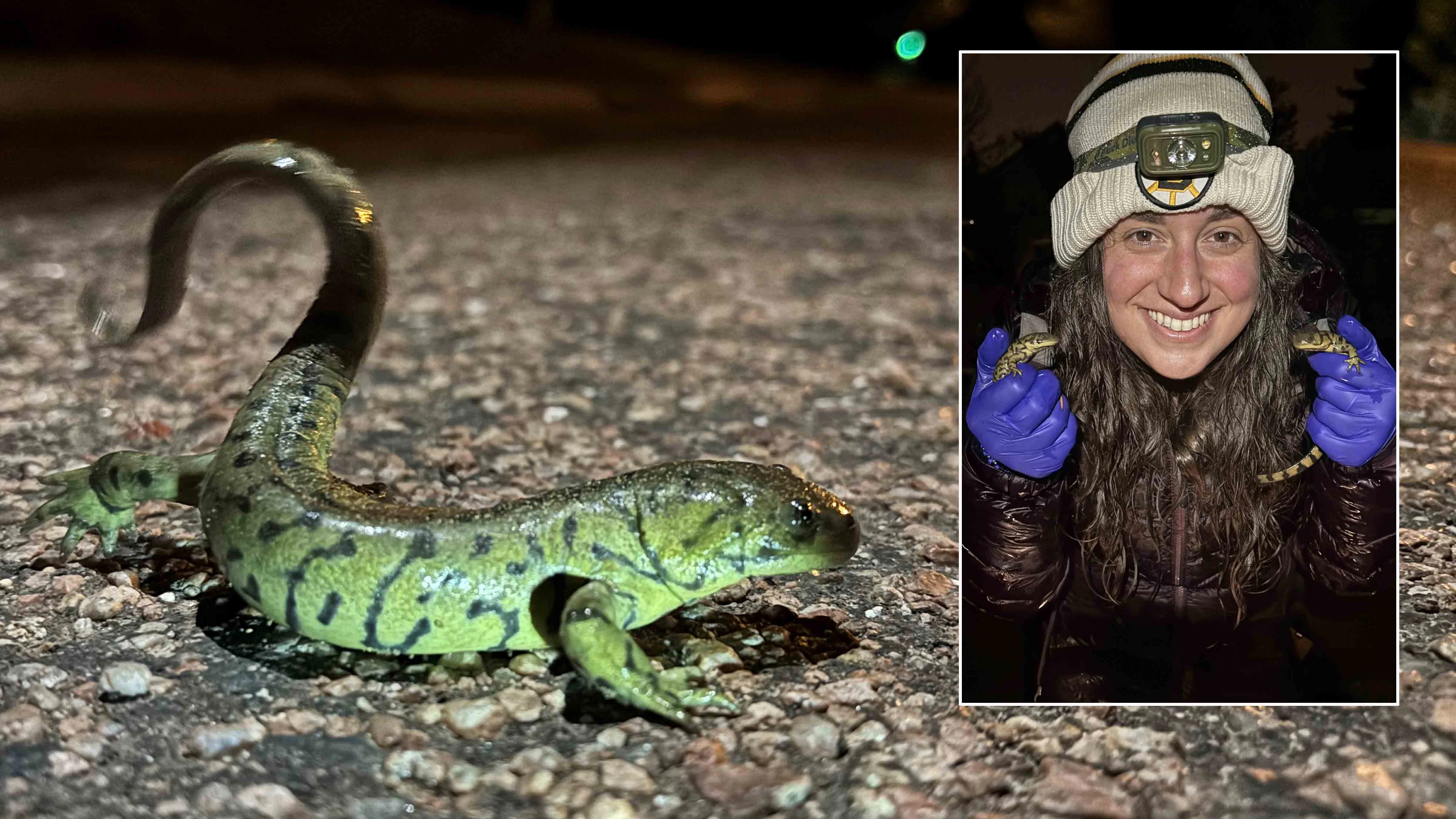 A western tiger salamander takes its chances on a Laramie road, on its way to LaBonte Park. Inset: Mel Torres poses with salamanders during last year's spring migration