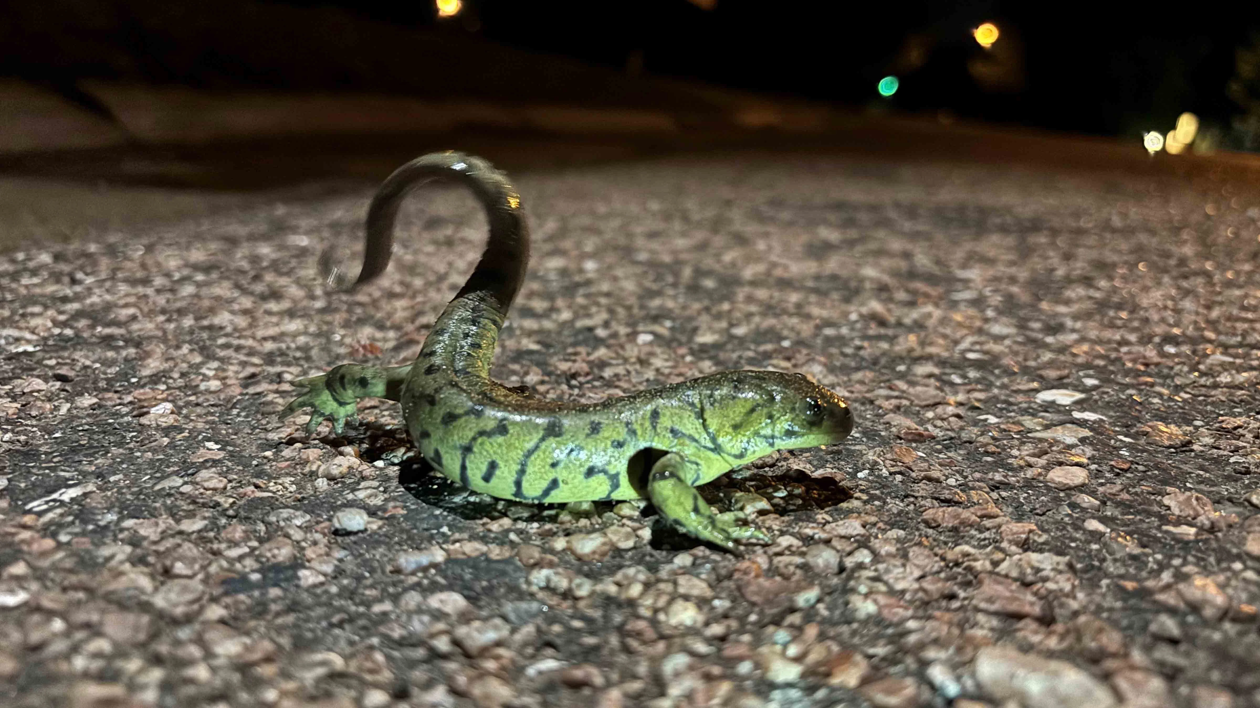 A western tiger salamander takes its chances on a Laramie road, on its way to LaBonte Park