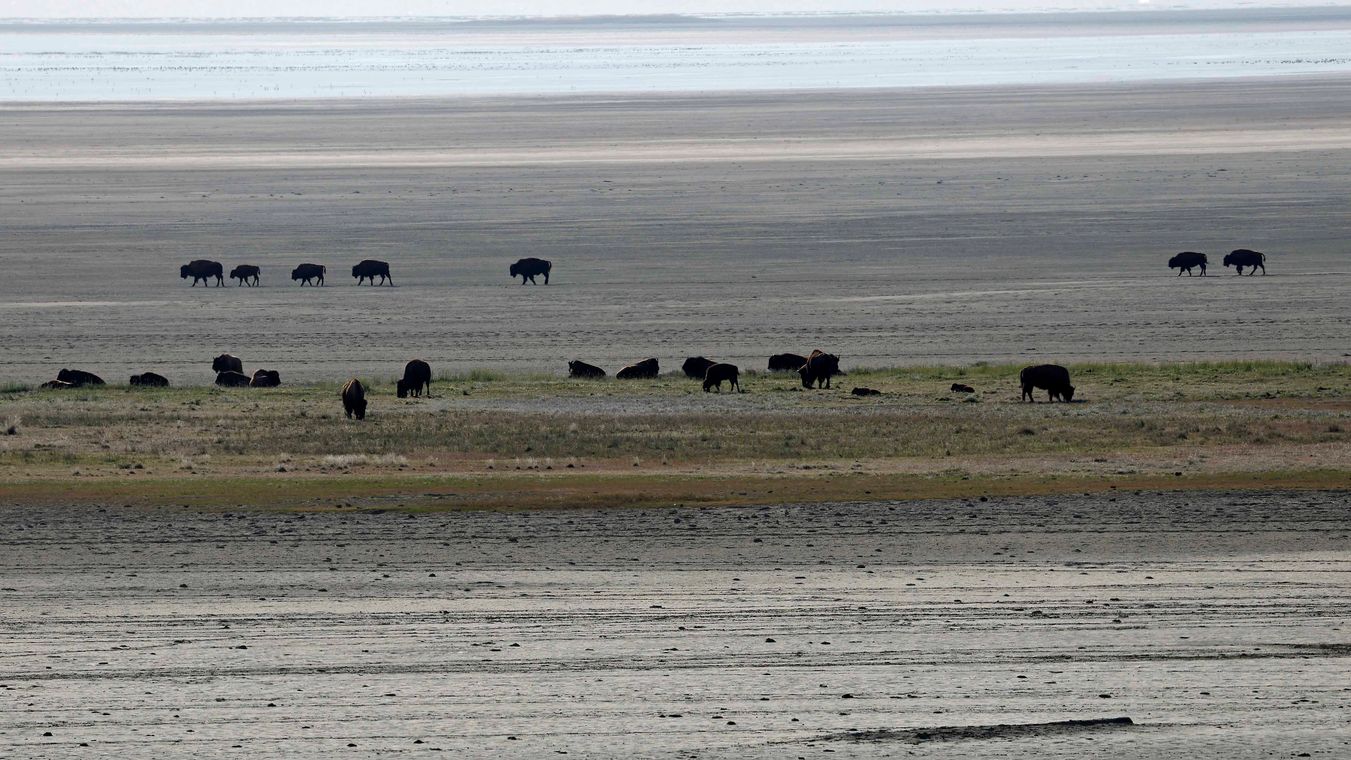 Bison walk on the dry lake bed of the Great Salt Lake on April 08, 2026 near Syracuse, Utah. U.S. President Donald Trump’s 2027 budget proposal includes a $1 billion request to fund a federal program aimed at boosting water flows, restoring ecosystems, removing invasive species, and addressing toxic dust to help stabilize the shrinking Great Salt Lake.