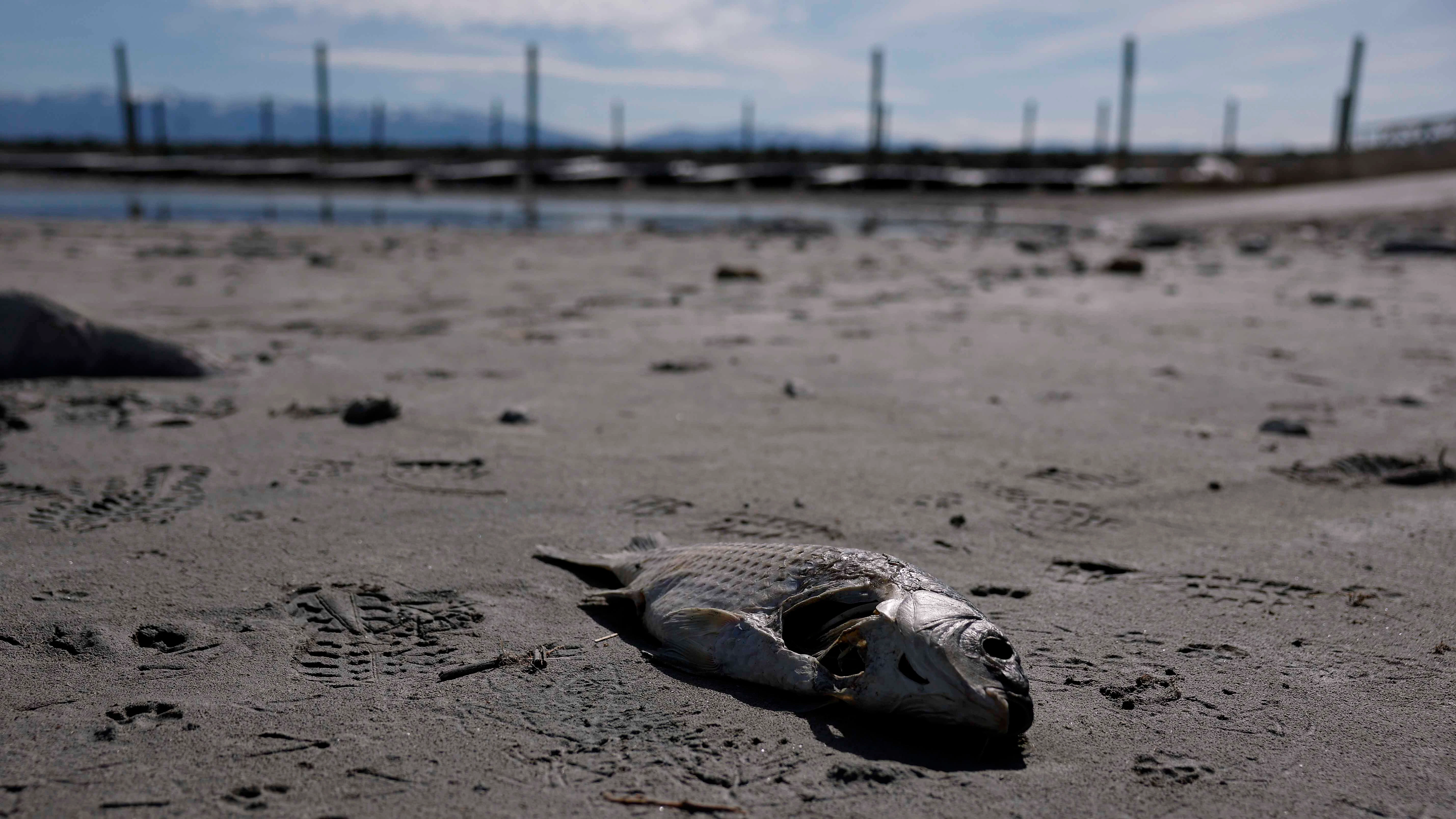 A dead carp lies on the banks of the Great Salt Lake on April 08, 2026 near Syracuse, Utah. U.S. President Donald Trump’s 2027 budget proposal includes a $1 billion request to fund a federal program aimed at boosting water flows, restoring ecosystems, removing invasive species, and addressing toxic dust to help stabilize the shrinking Great Salt Lake.