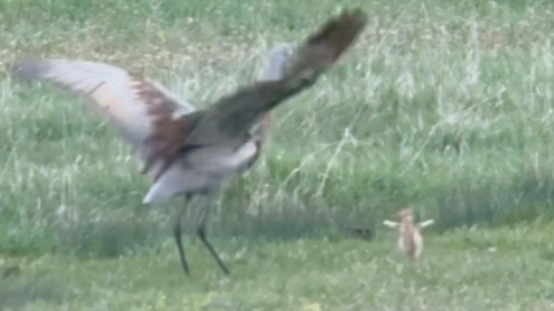 Sandhill crane 8 18 26