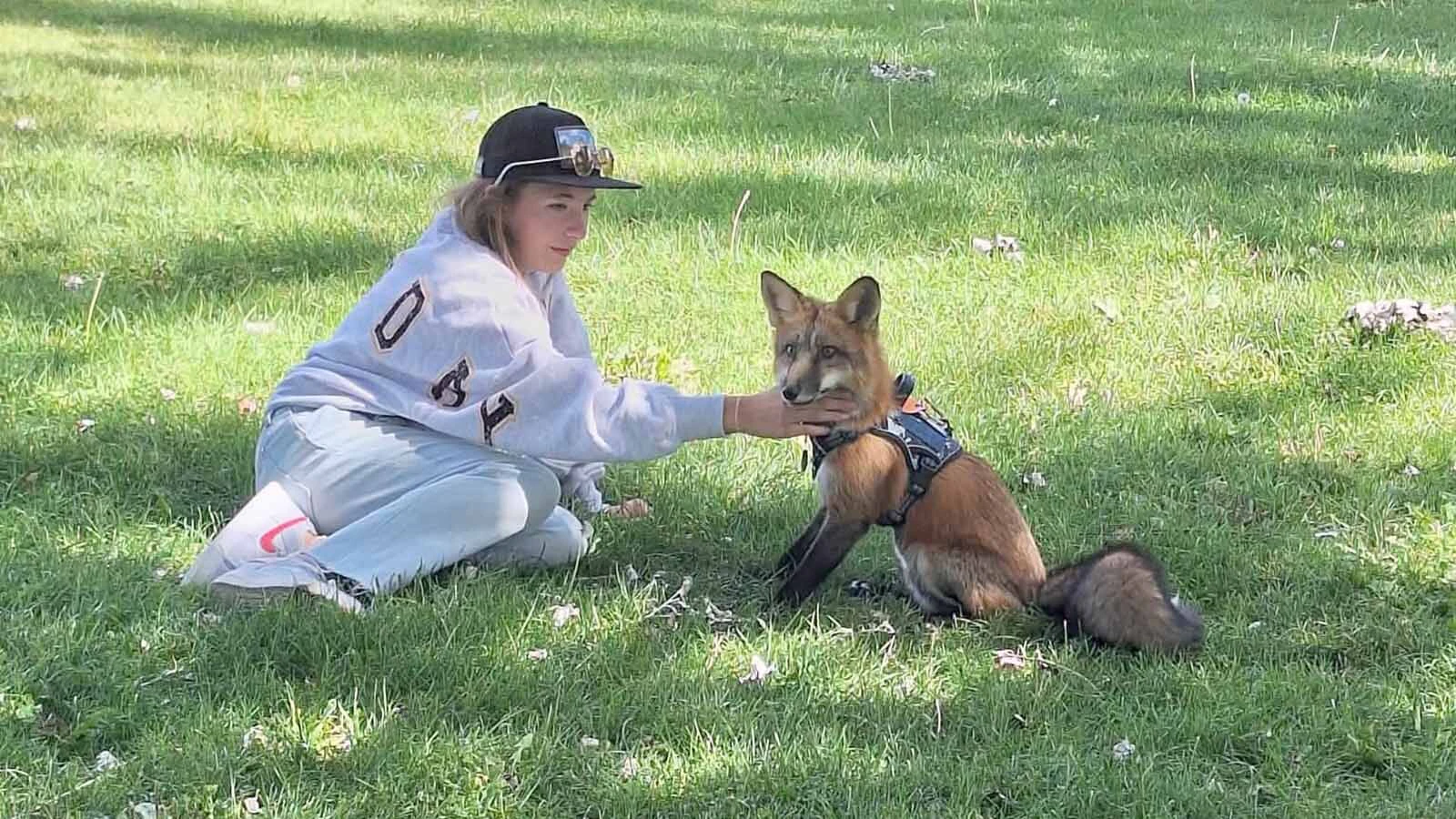 The Zuniga family in Lander turns heads everywhere they go when walking their 6-month-old pet fox Scrappy, who’s a hyperactive attention hog that loves to be petted.