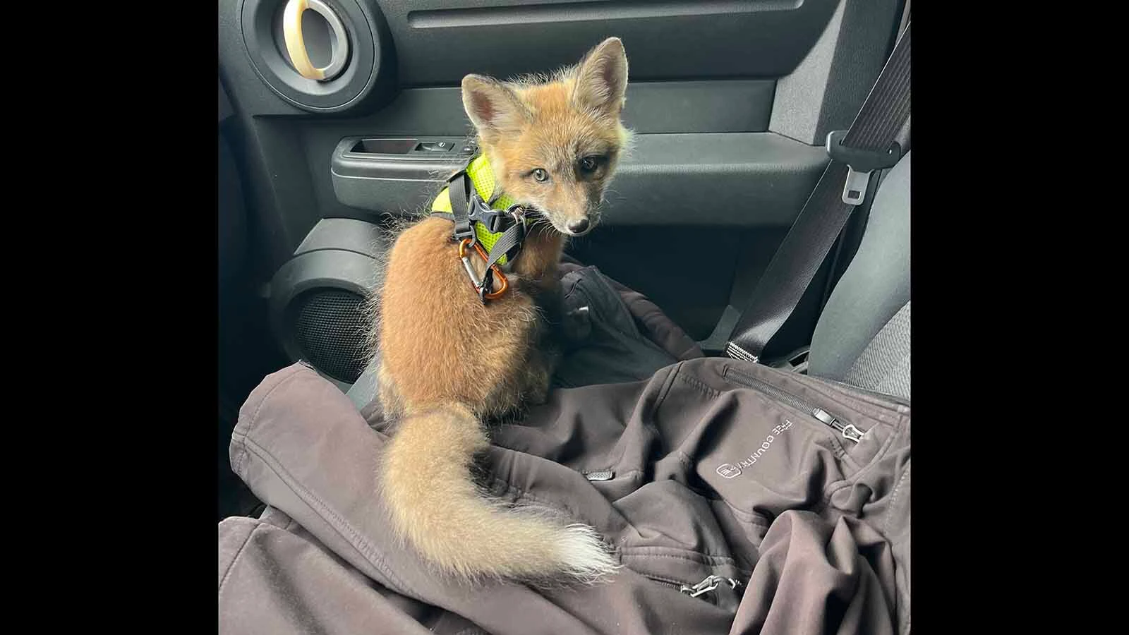 The Zuniga family in Lander turns heads everywhere they go when walking their 6-month-old pet fox Scrappy, who’s a hyperactive attention hog that loves to be petted.