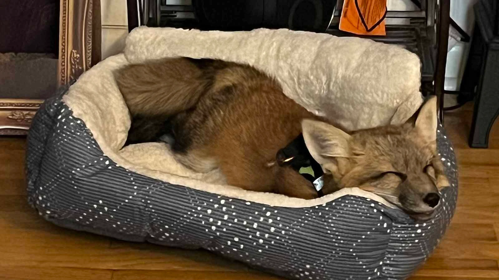 The Zuniga family in Lander turns heads everywhere they go when walking their 6-month-old pet fox Scrappy, who’s a hyperactive attention hog that loves to be petted.