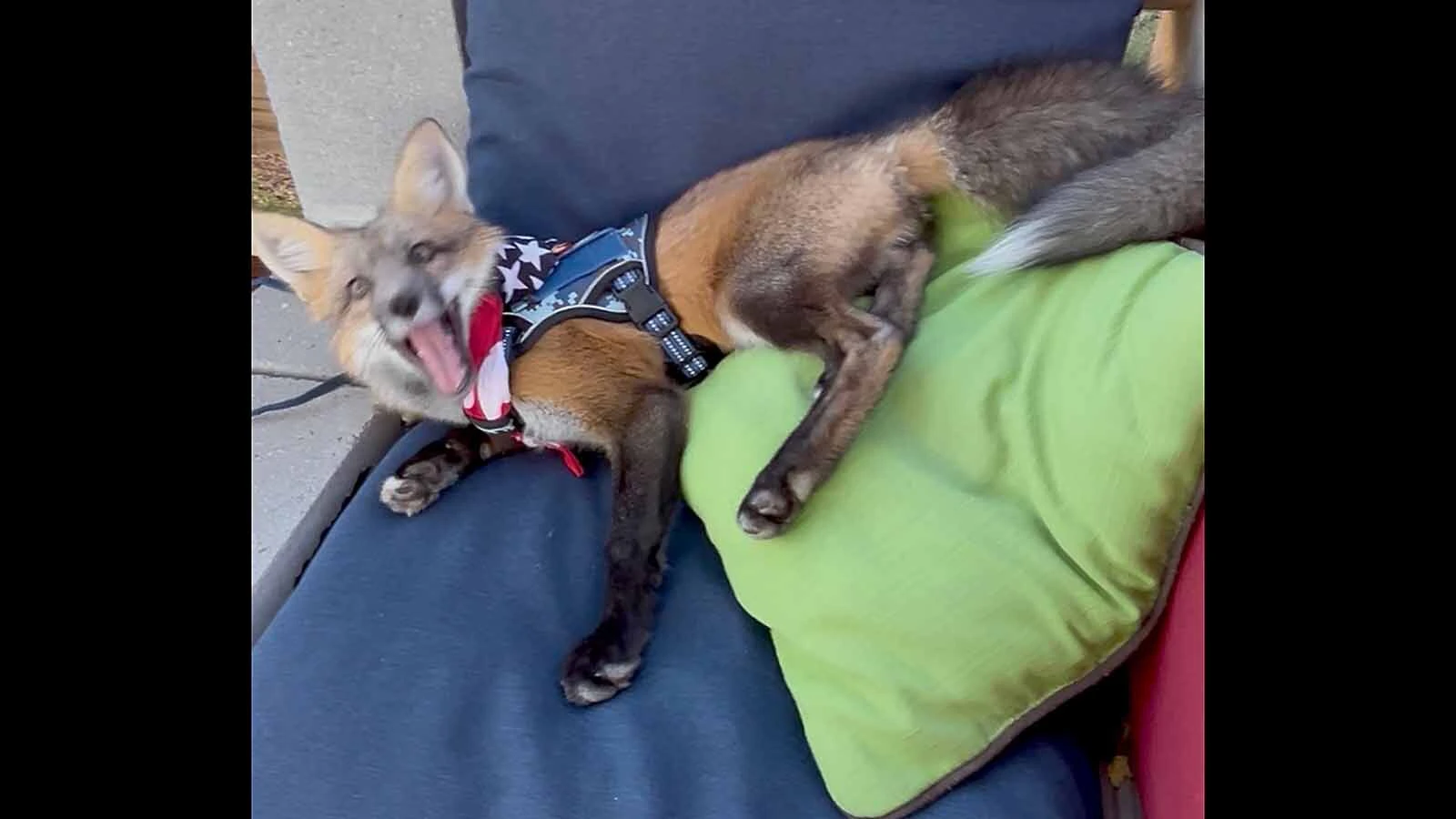 The Zuniga family in Lander turns heads everywhere they go when walking their 6-month-old pet fox Scrappy, who’s a hyperactive attention hog that loves to be petted.