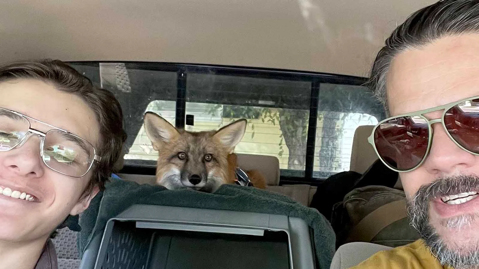 The Zuniga family in Lander turns heads everywhere they go when walking their 6-month-old pet fox Scrappy, who’s a hyperactive attention hog that loves to be petted.